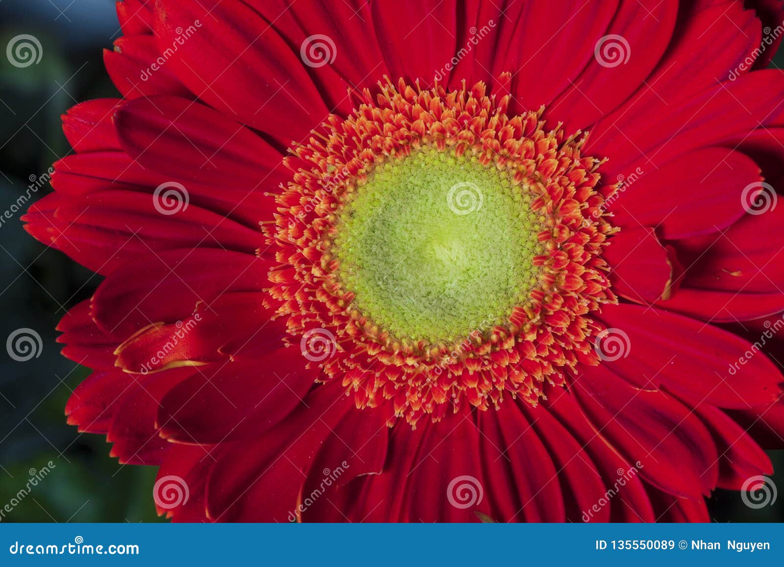The flower red gerbera stock image. Image of plant, daisy 135550089