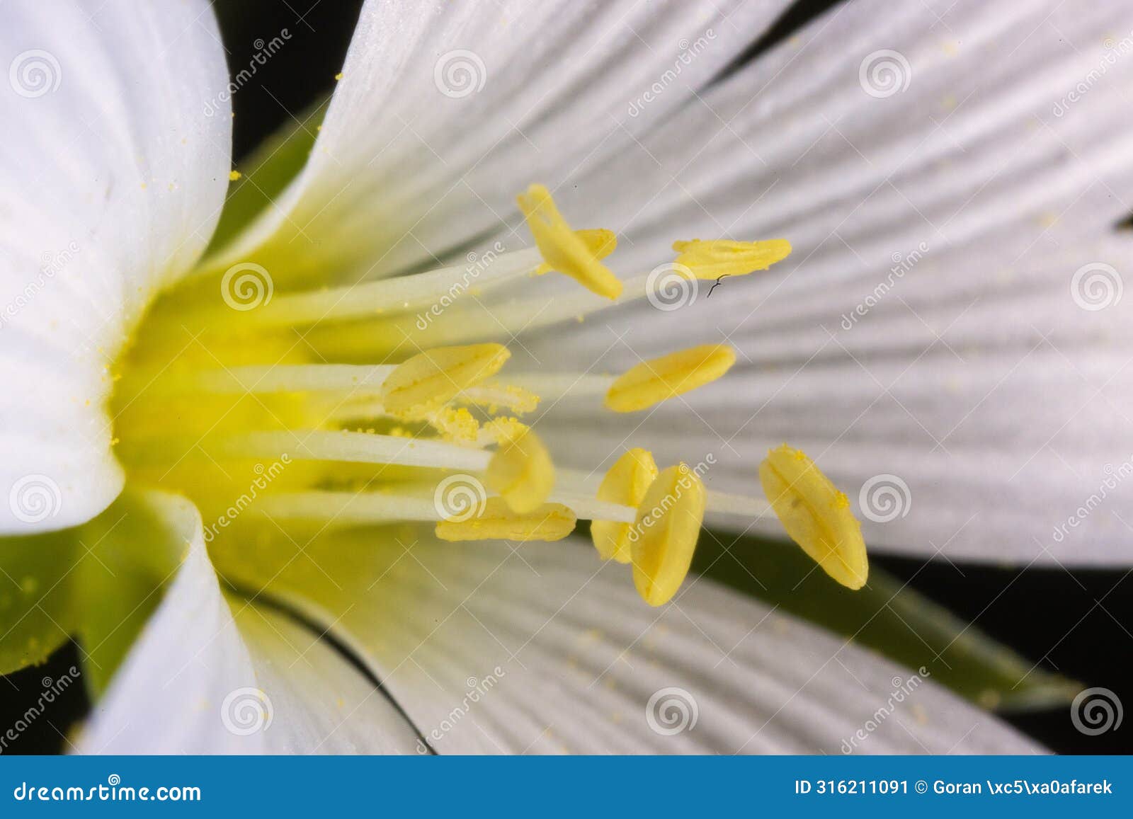 close-up of the flower of stellaria holostea