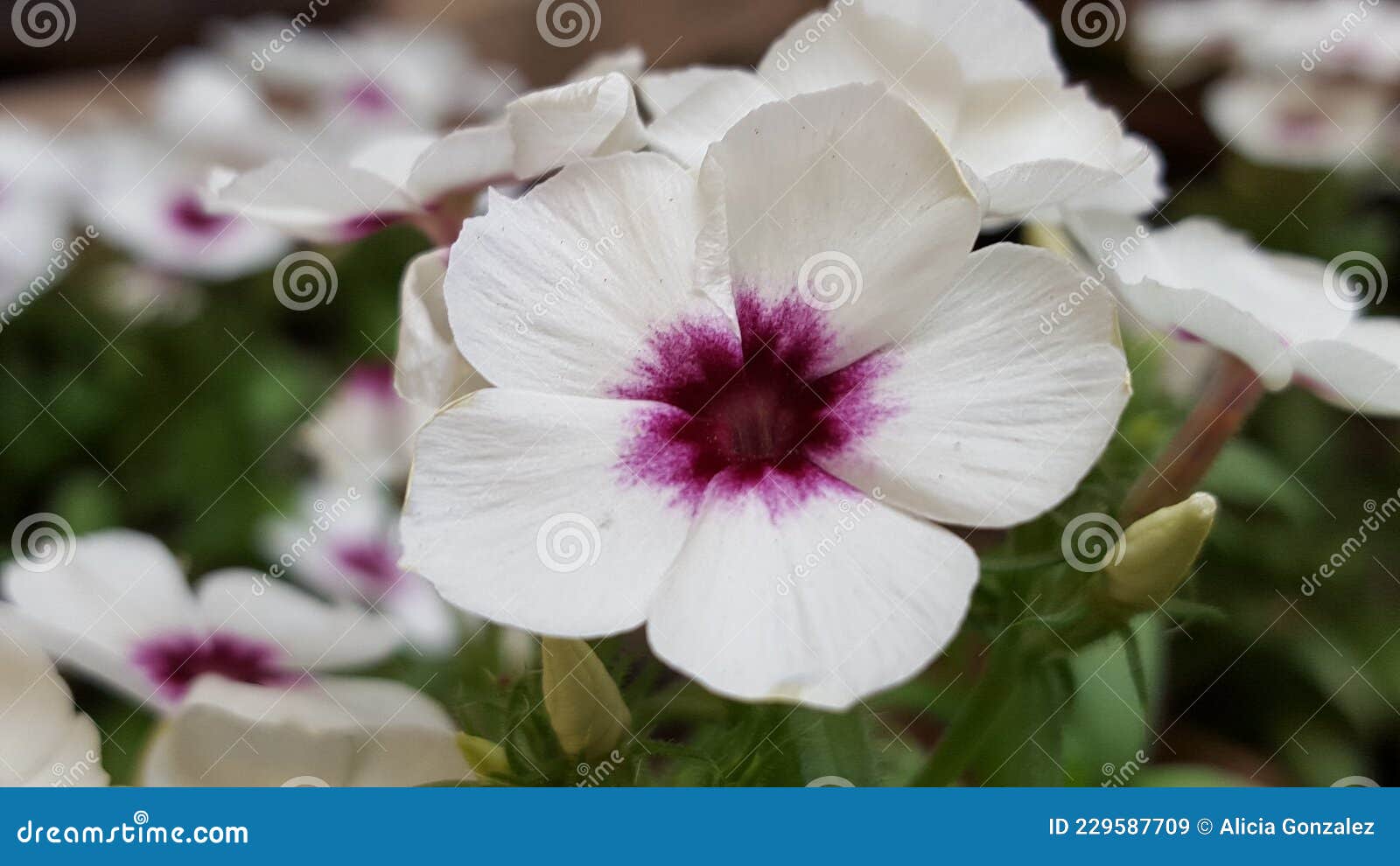 petunia close up flower white a purple center 2021