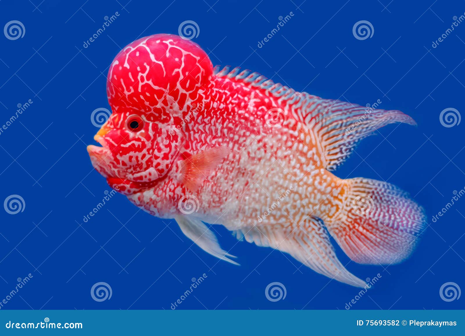 flowerhorn  Wild animals pictures Oscar fish Fish art