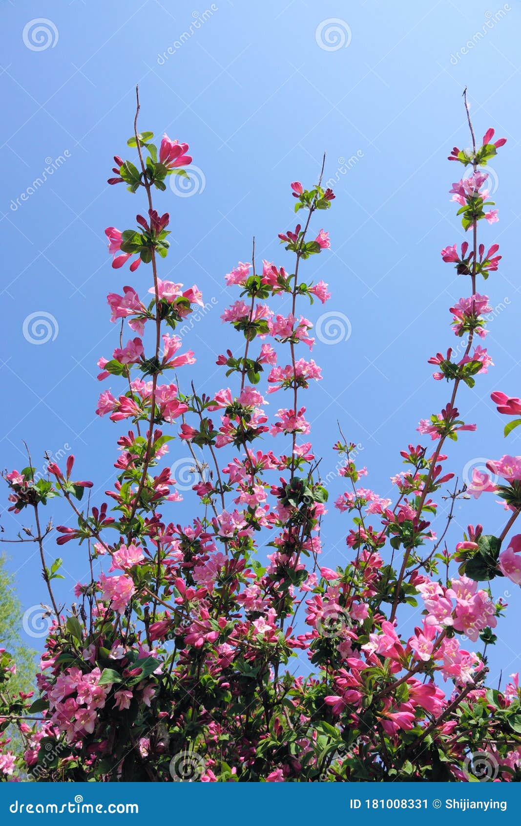 oldfashioned weigela flowers