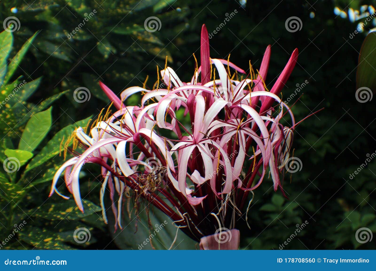 Close Up of the Flowers of a Purple Queen Lily Stock Photo Image of