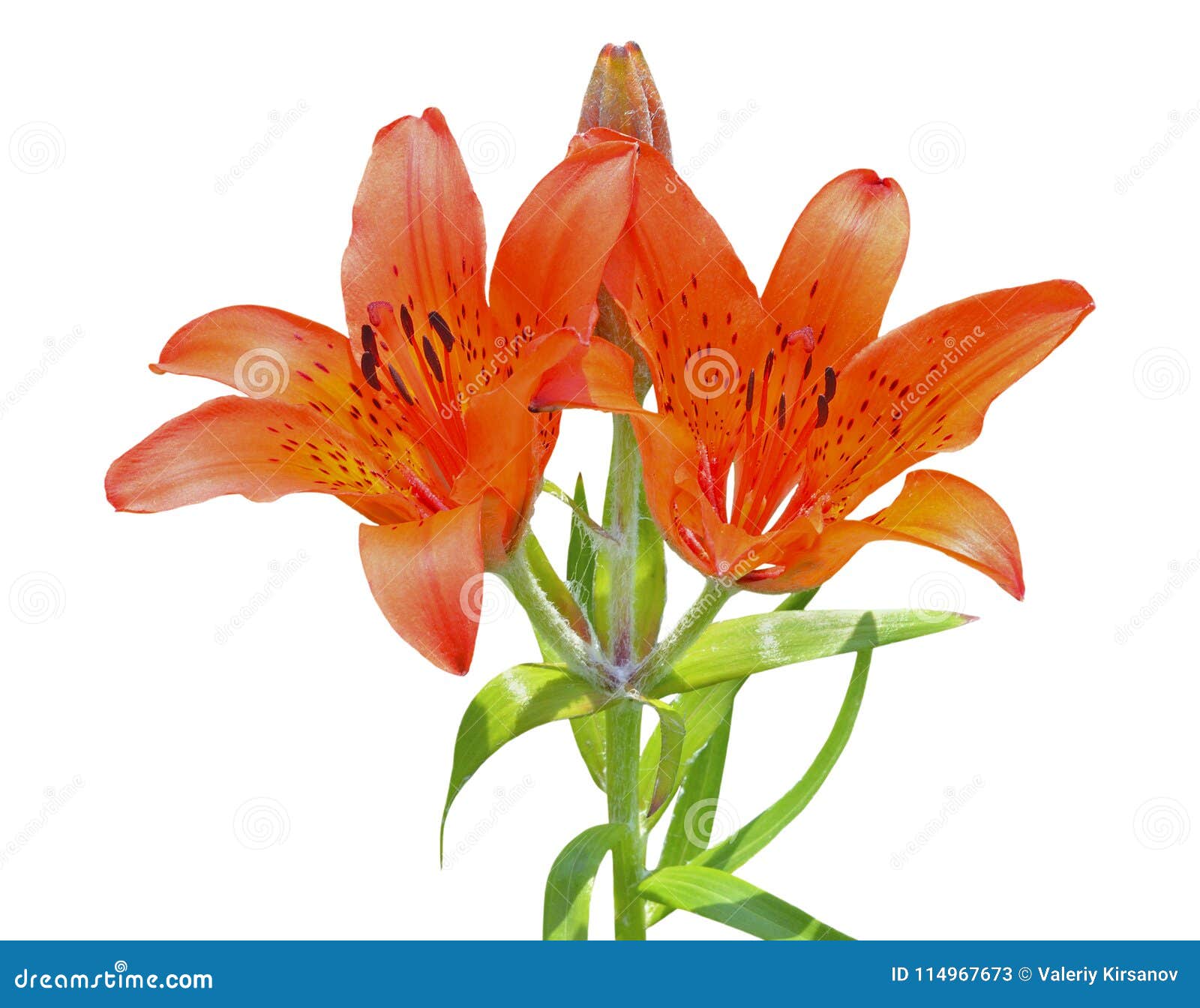 Wild Lily Lilium Pensylvanicum 9 Stock Image - Image of lilied, outdoor ...