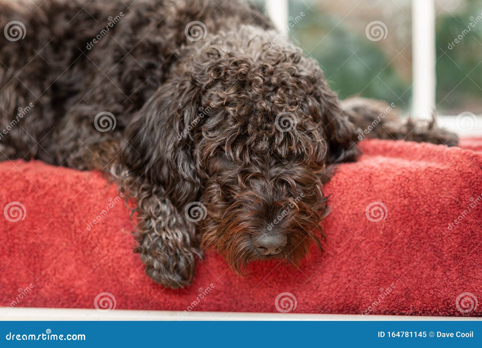labradoodle cushion