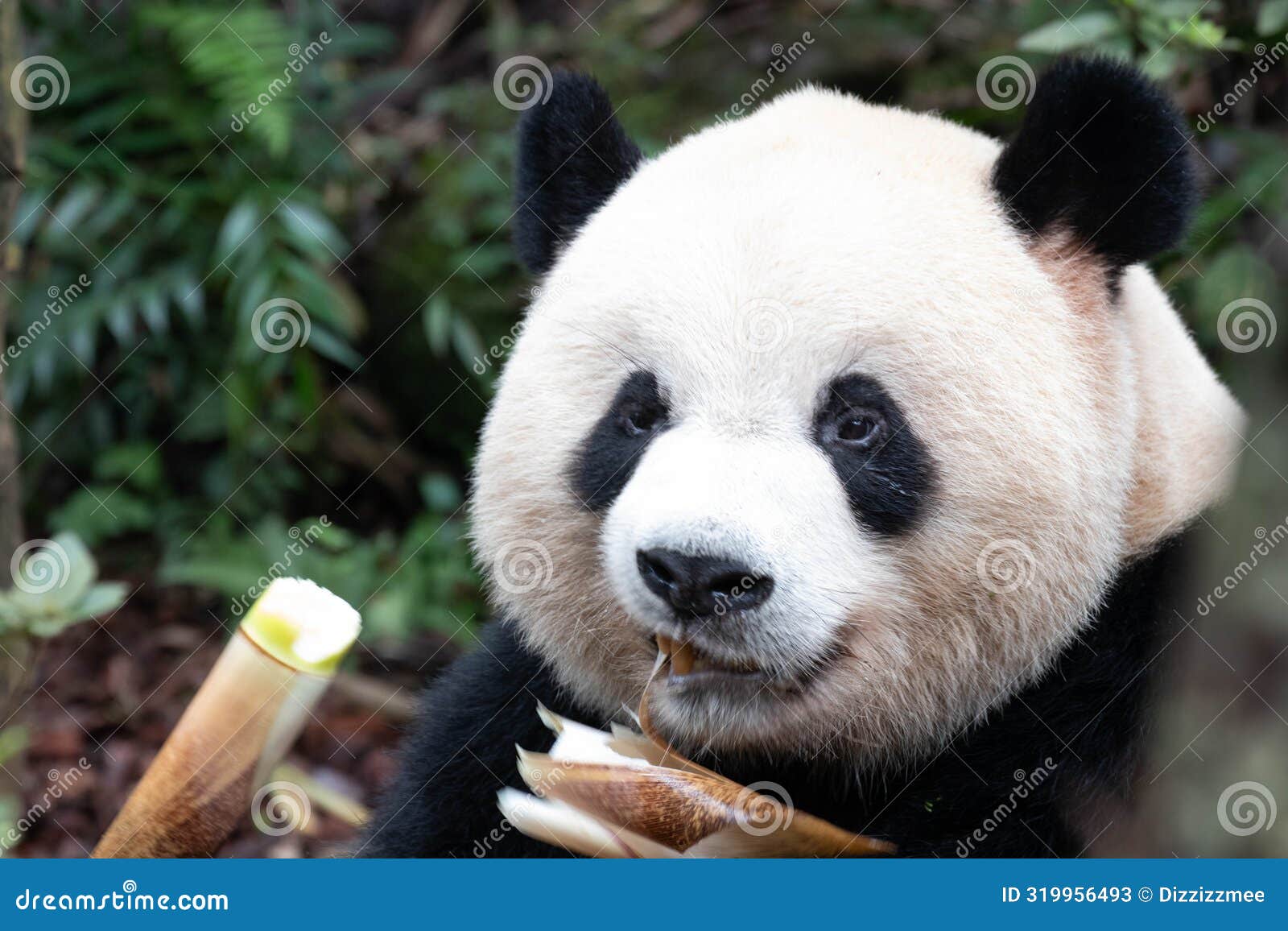 close up fluffy face of male panda, ao liao, panda valley, china