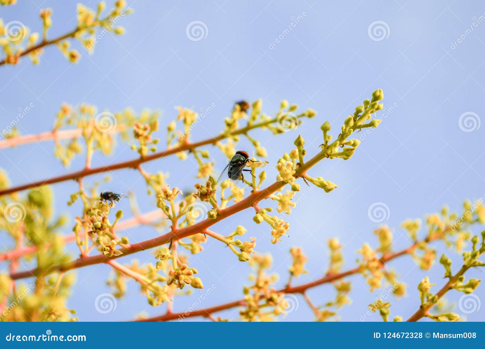 Fly on mango flower stock photo. Image of insect, environment 124672328