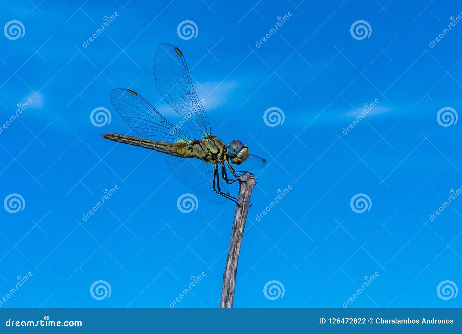 Close Up of a Flying Dragonfly Stock Photo Image of insects, colors 126472822