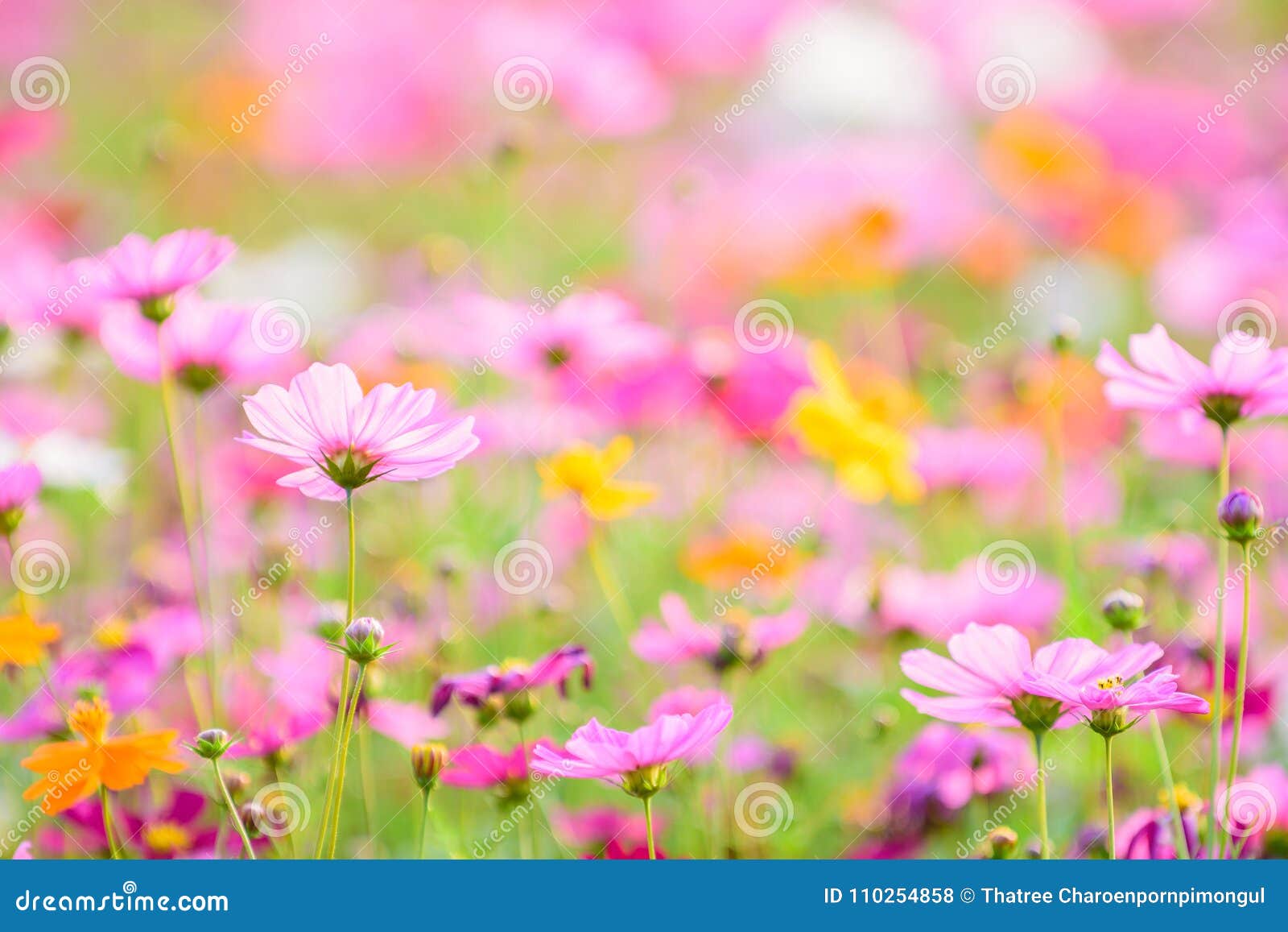 Close Up Fo Cosmos Flowers with Blur Background in the Garden. Stock Photo  - Image of flower, cosmos: 110254858