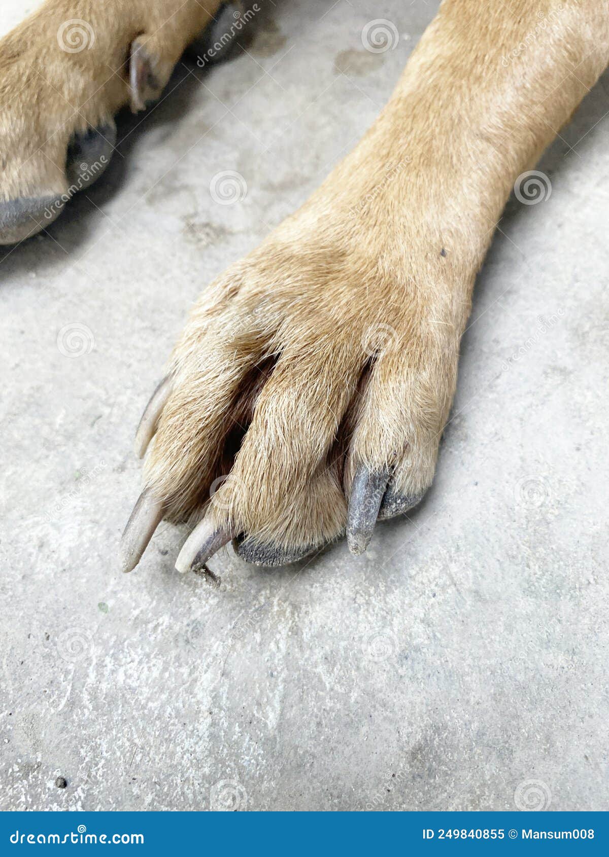 Foot and nail of dog stock image. Image of canine, floor 249840855