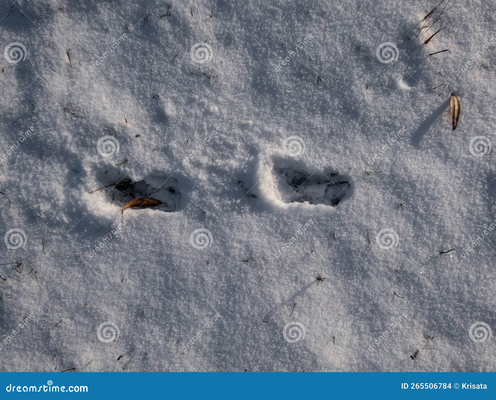 Footprints of Roe Deer (Capreolus Capreolus) on the Ground Covered with