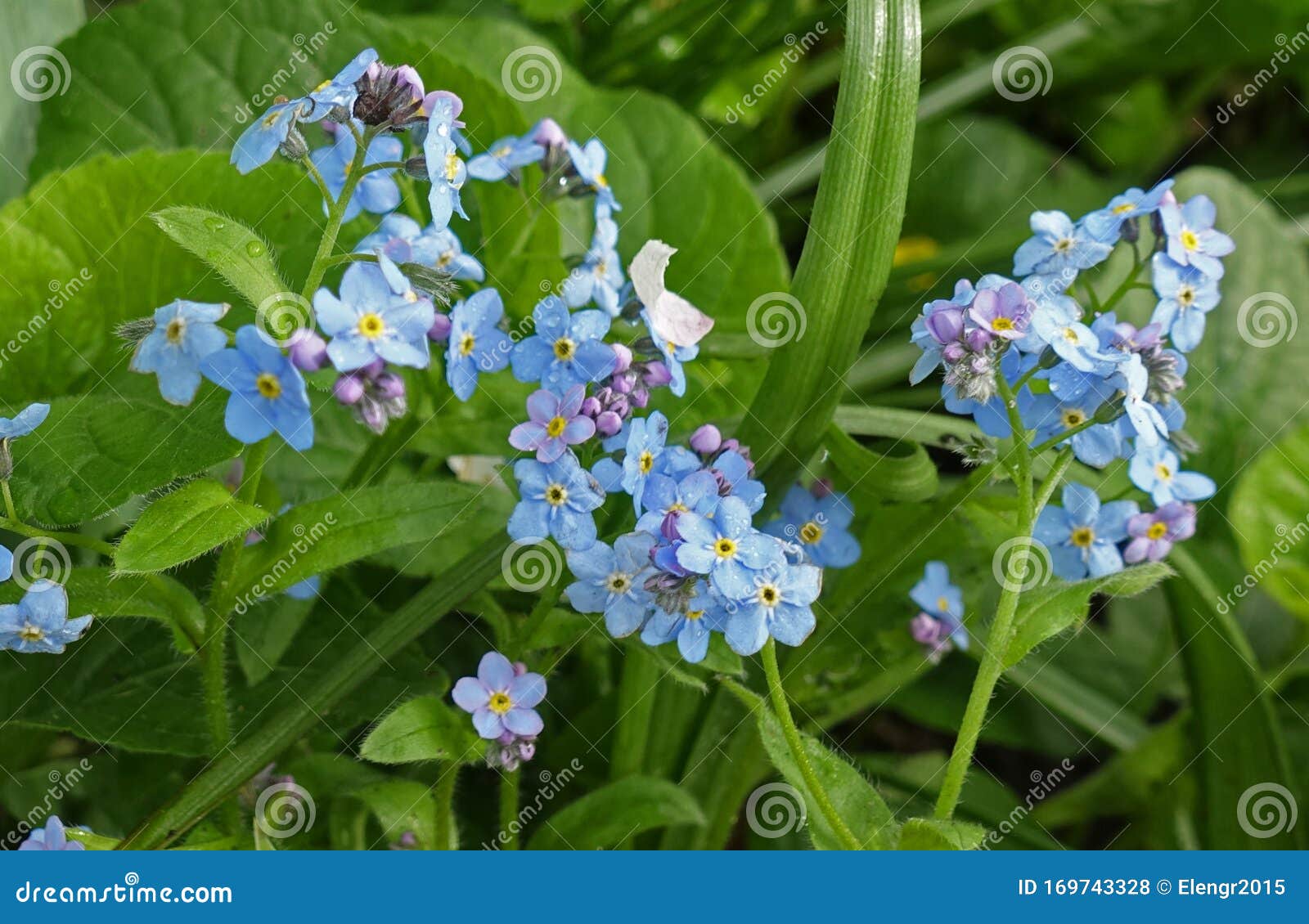 Close Up Of Forget Me Not Flowers On A Background Of Green Leaves Stock Photo Image Of Blue Floral Close Up Of Forget Me Not Flowers On A Background Of Green Leaves Stock Photo Image Of Blue Floral