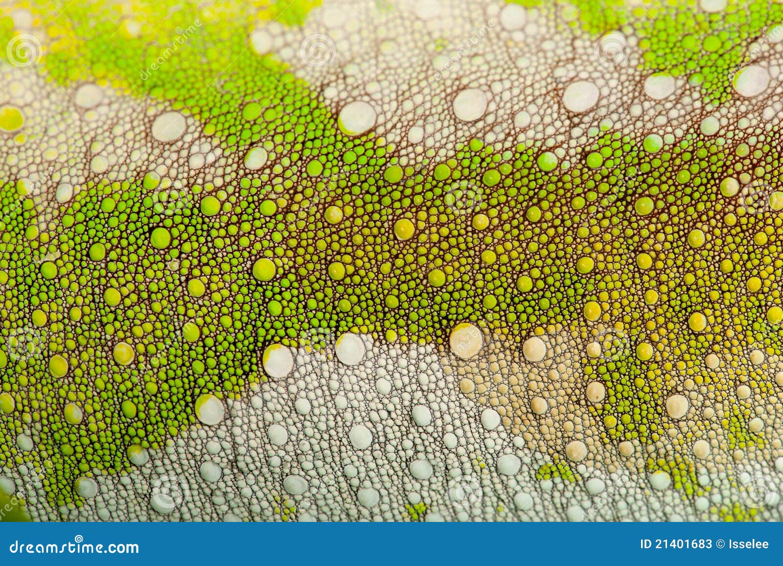 Кожа хамелеона. Кожа хамелеона под микроскопом. Клетки кожи хамелеона. Кожа хамелеона текстура.