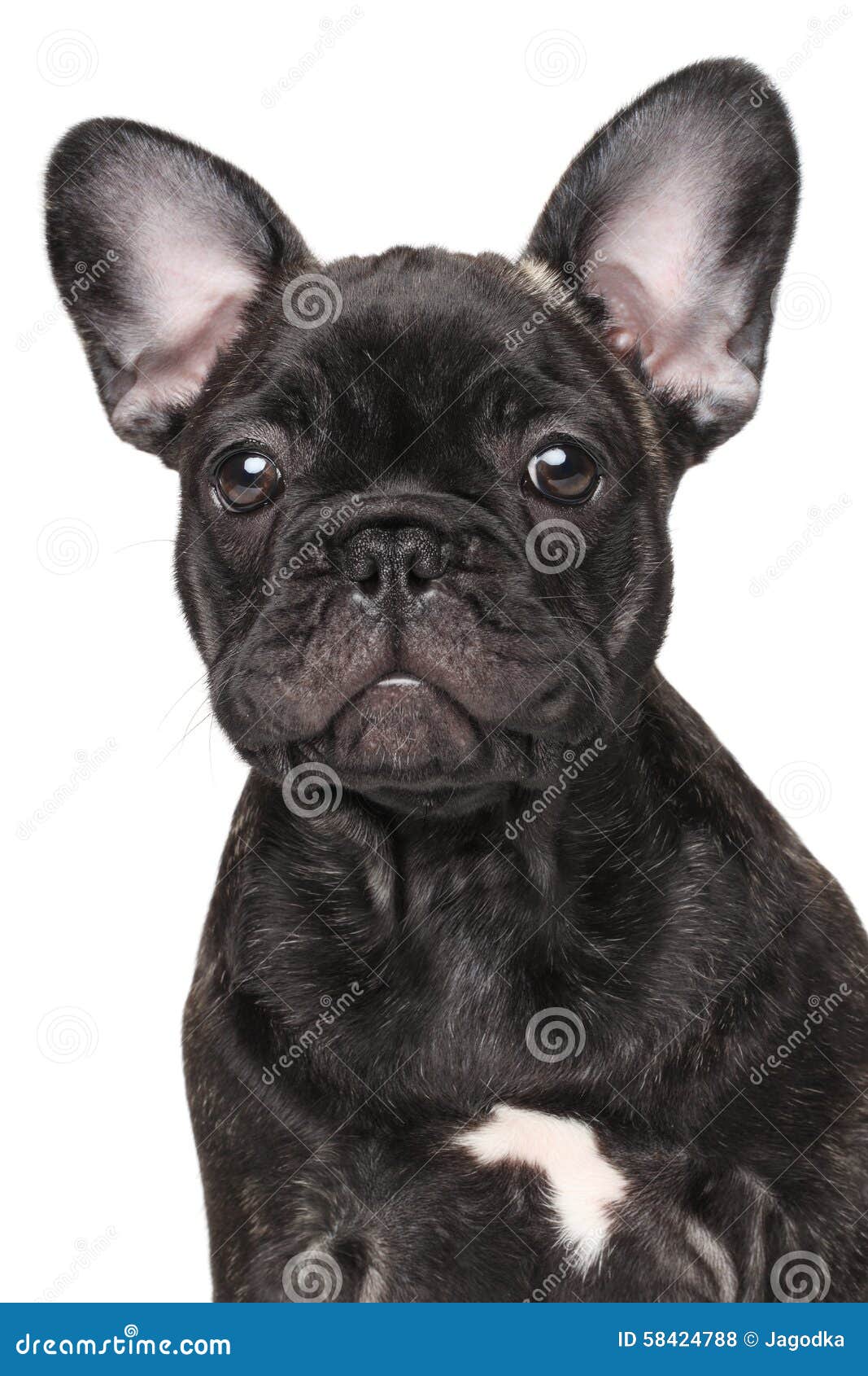 Close-up of French bulldog stock photo. Image of breed - 58424788