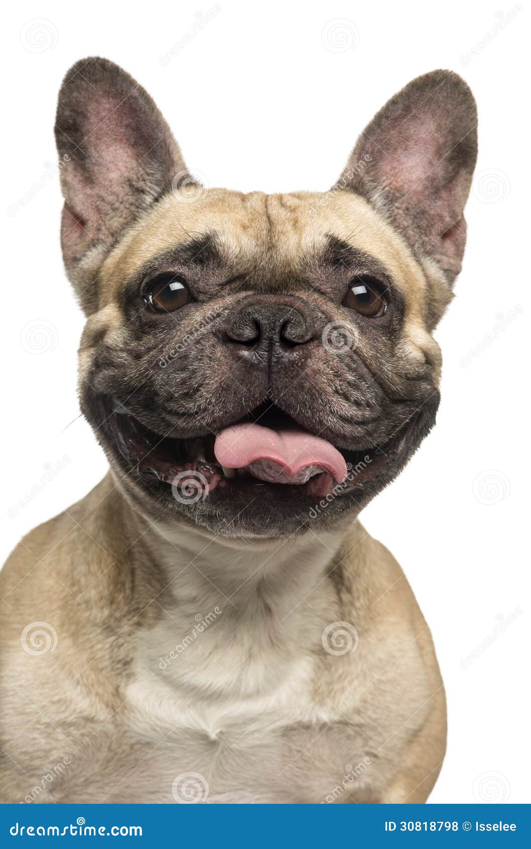 close-up of a french bulldog, sticking the tongue out, smiling