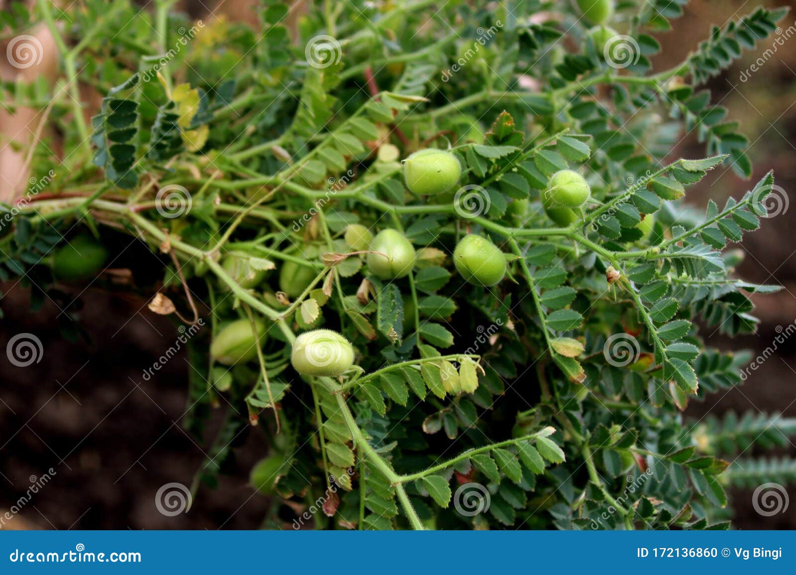 Close Up of Fresh Chickpea Plant. Green Chickpea Plant Stock Photo