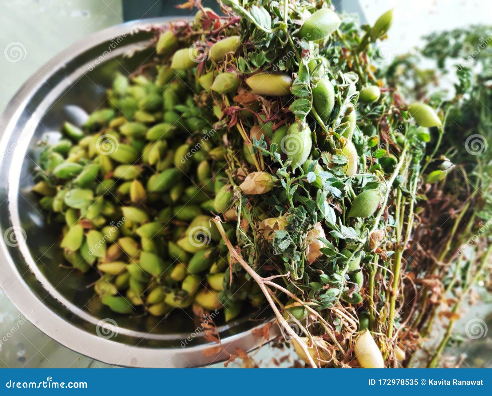 Close Up of Fresh Chickpea Plant Stock Image Image of bowl, market