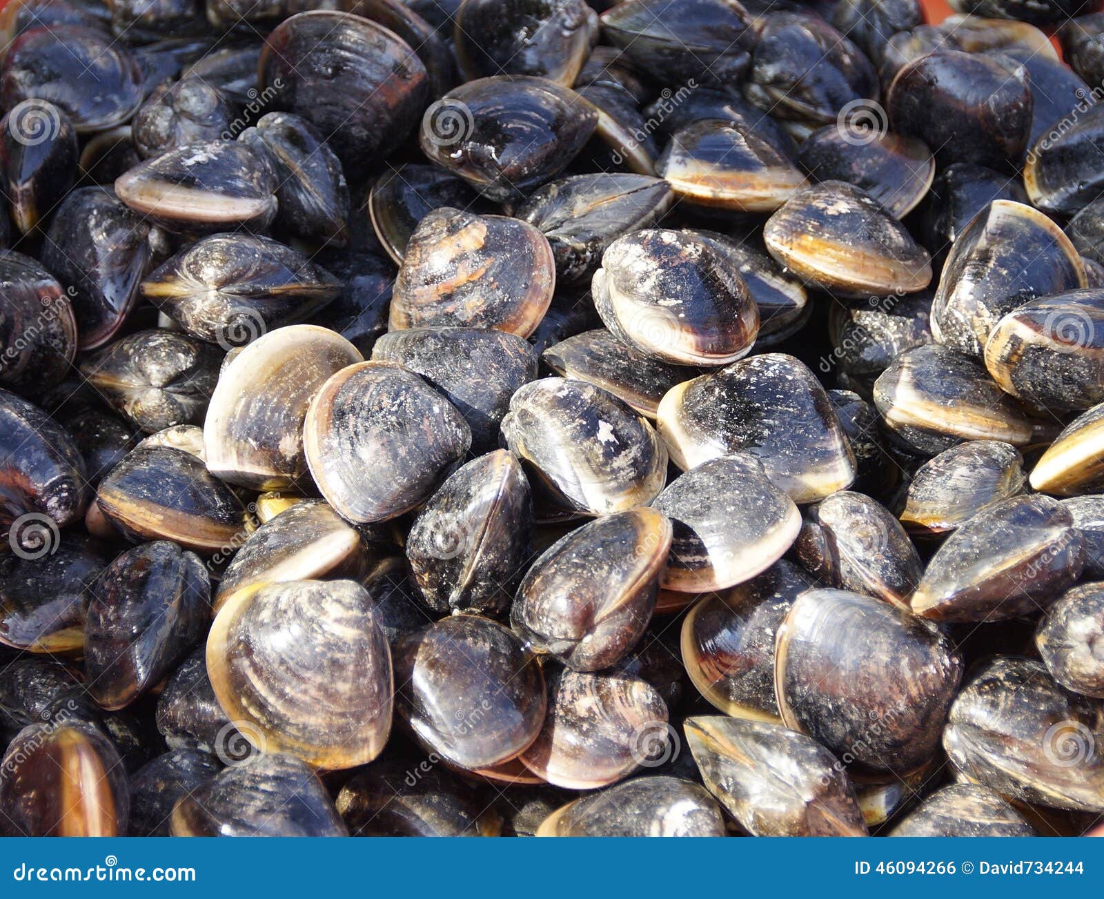 Close up of fresh clams stock photo. Image of crustacean 46094266