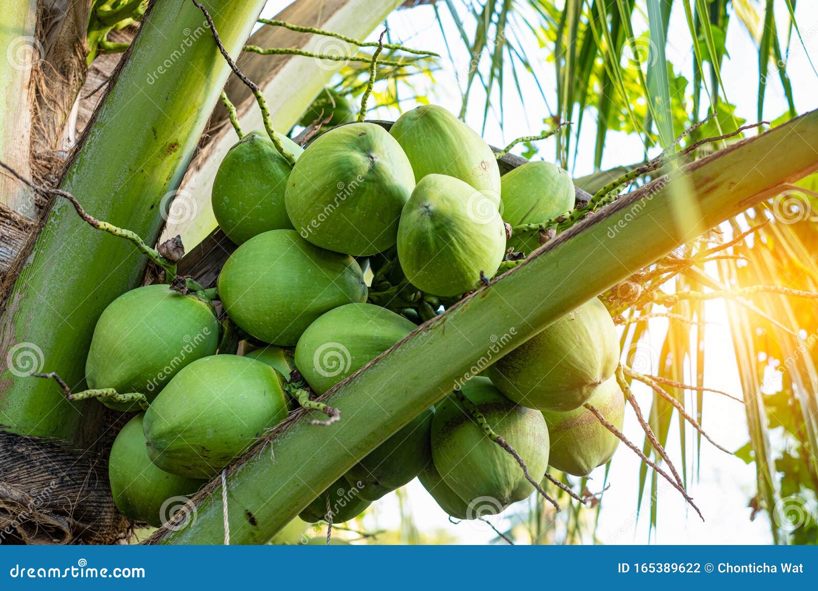 Fresh Coconuts Cluster on the Coconut Tree Stock Photo Image of green