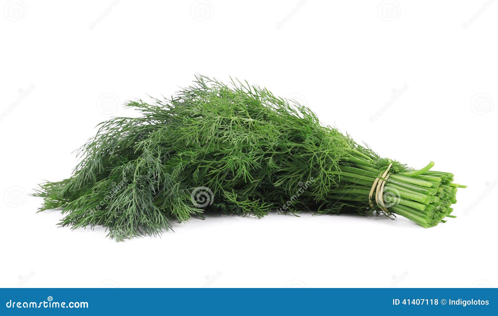 Close Up of Fresh Dill Herb. Stock Photo Image of cuisine, ingredient