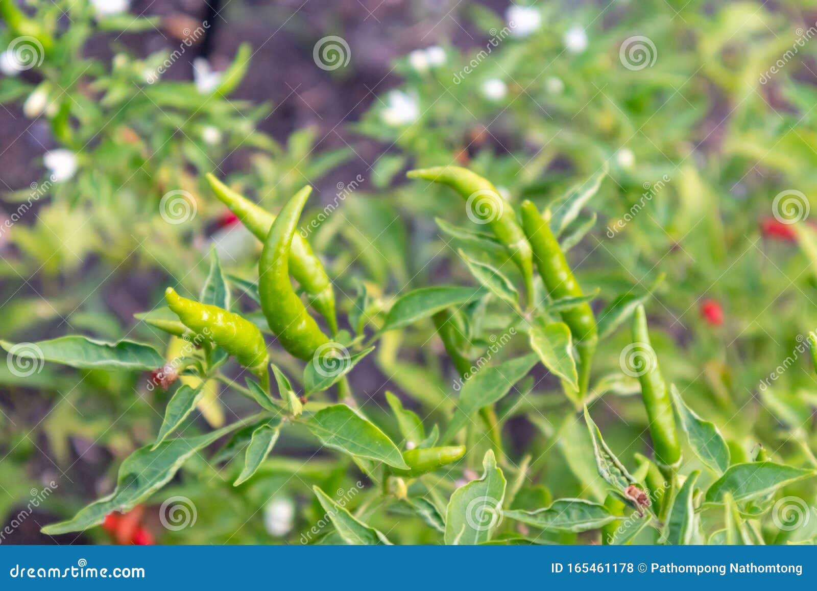 Fresh green chilli plant stock photo. Image of capsicum 165461178