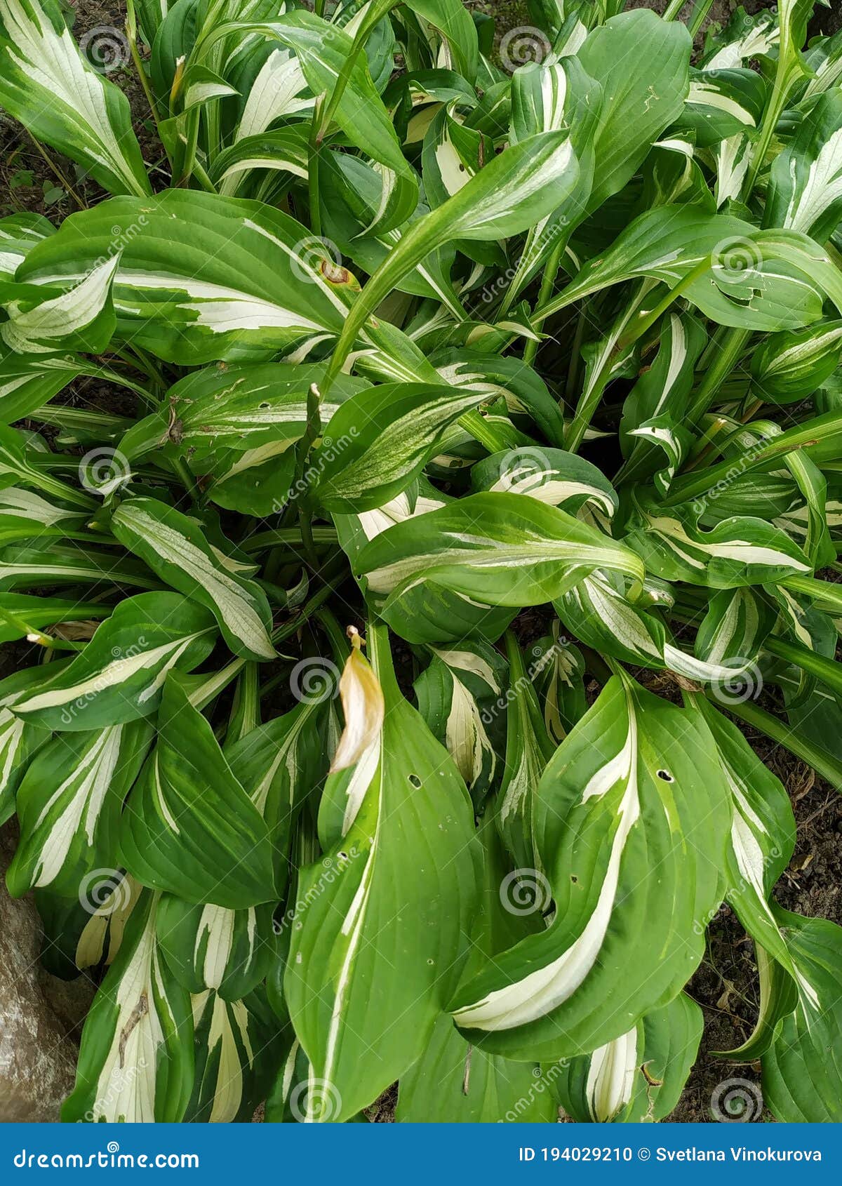 Top 28+ Pictures plant with long green leaves with white stripes Updated Top 28+ Pictures plant with long green leaves with white stripes Updated