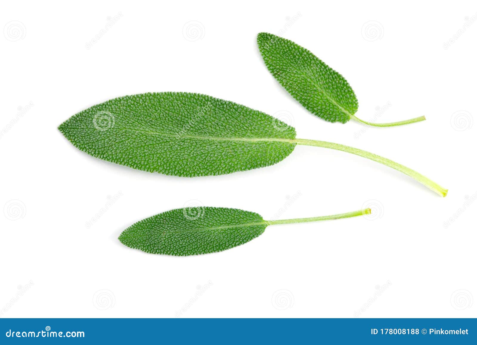 Close Up a Fresh Green Sage Herb Leaf on White Background Stock Photo