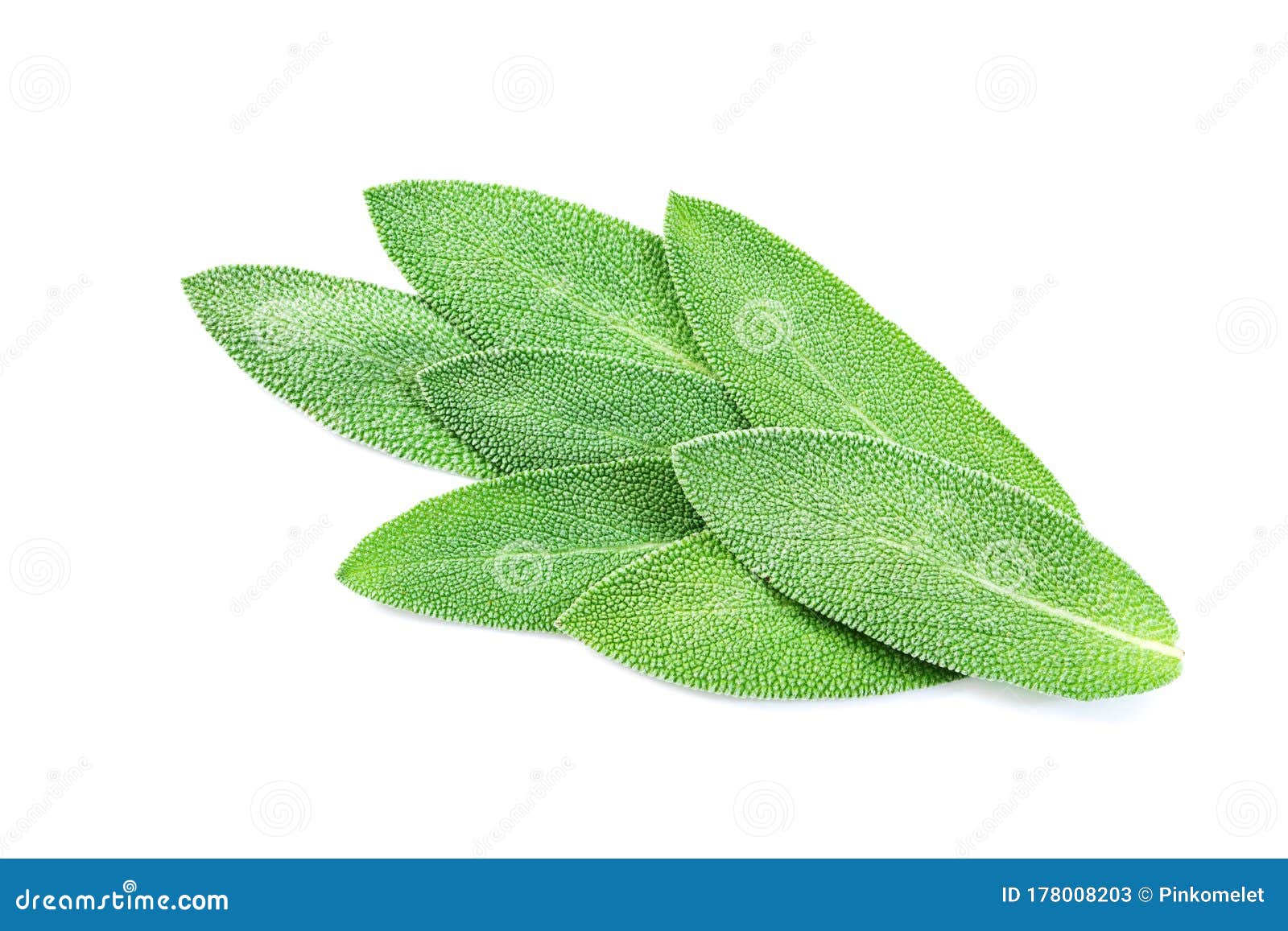 Close Up Fresh Green Sage Herb Leaf on a White Background Stock Image
