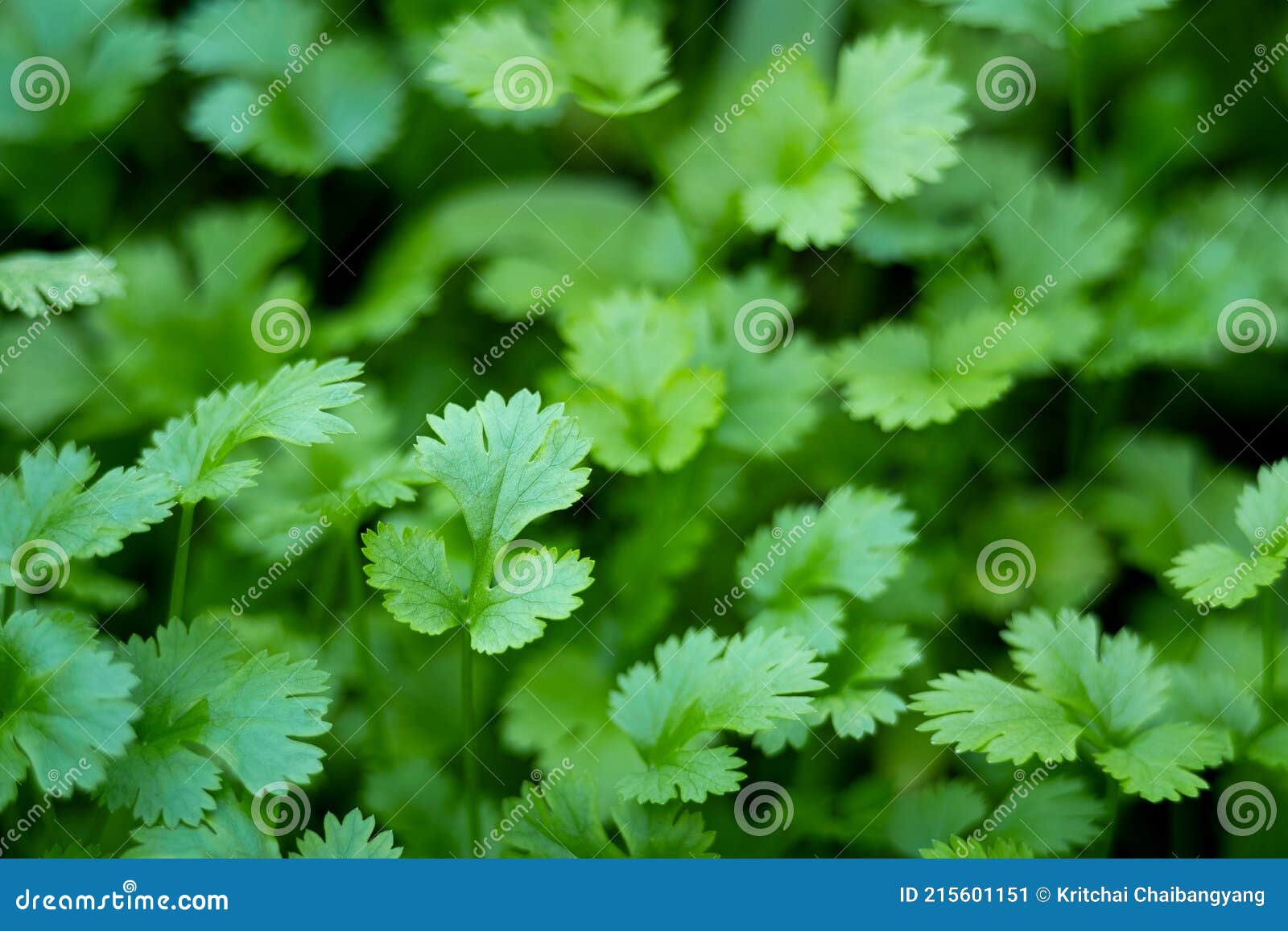 Close Up Fresh Growing Green Coriander Cilantro Leaves in Vegetable