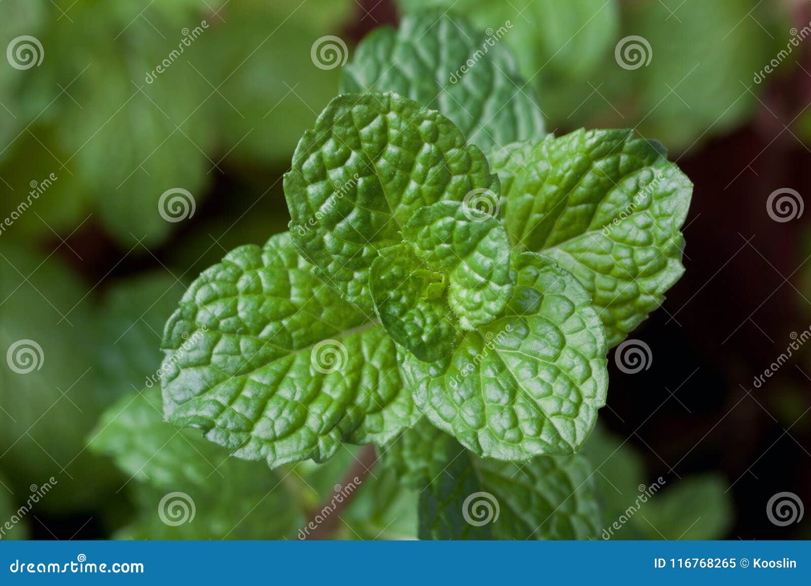 Closeup of Fresh Mints Leaves Stock Image Image of natural