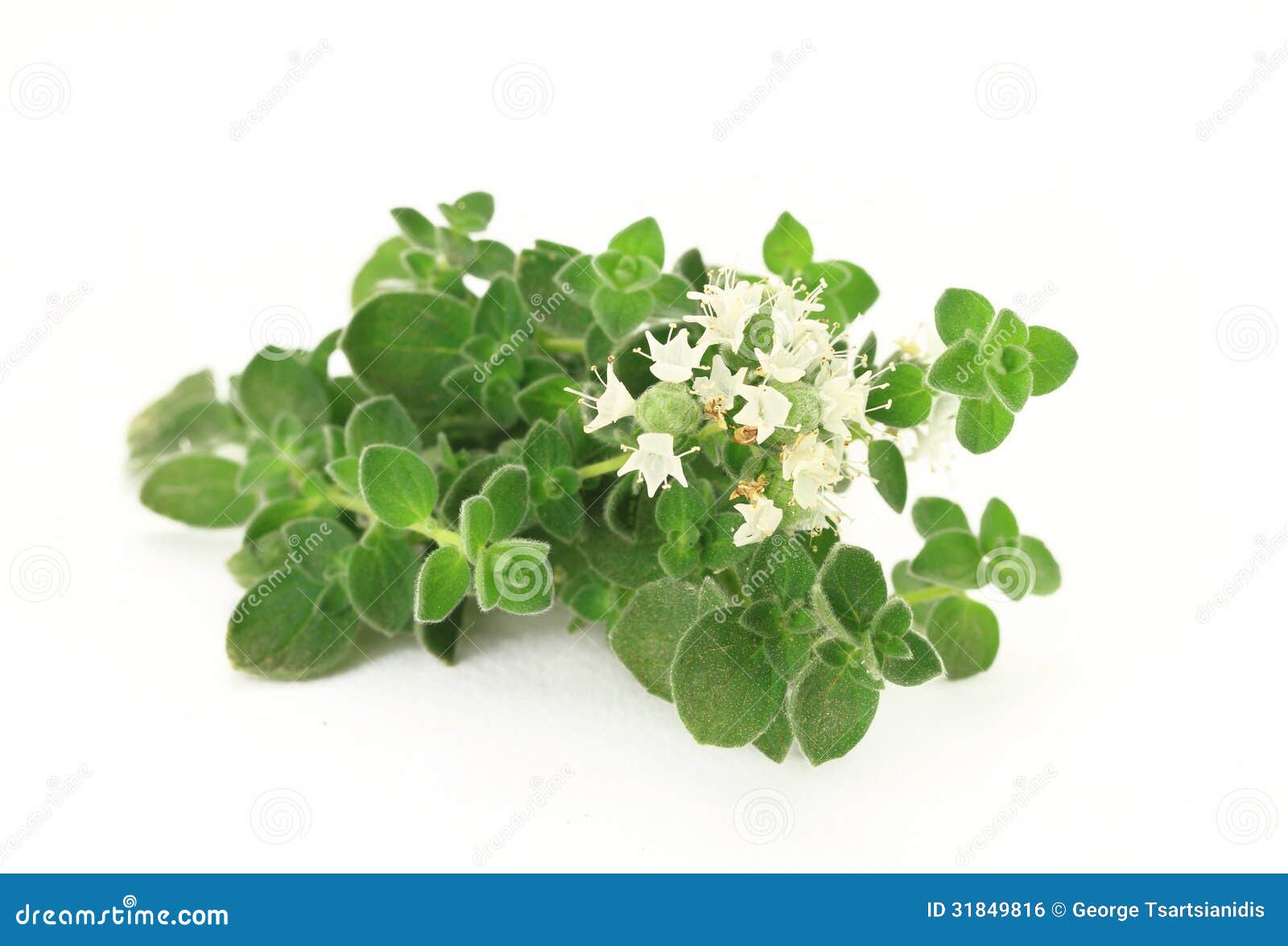 Close up of fresh oregano stock photo. Image of herbs 31849816