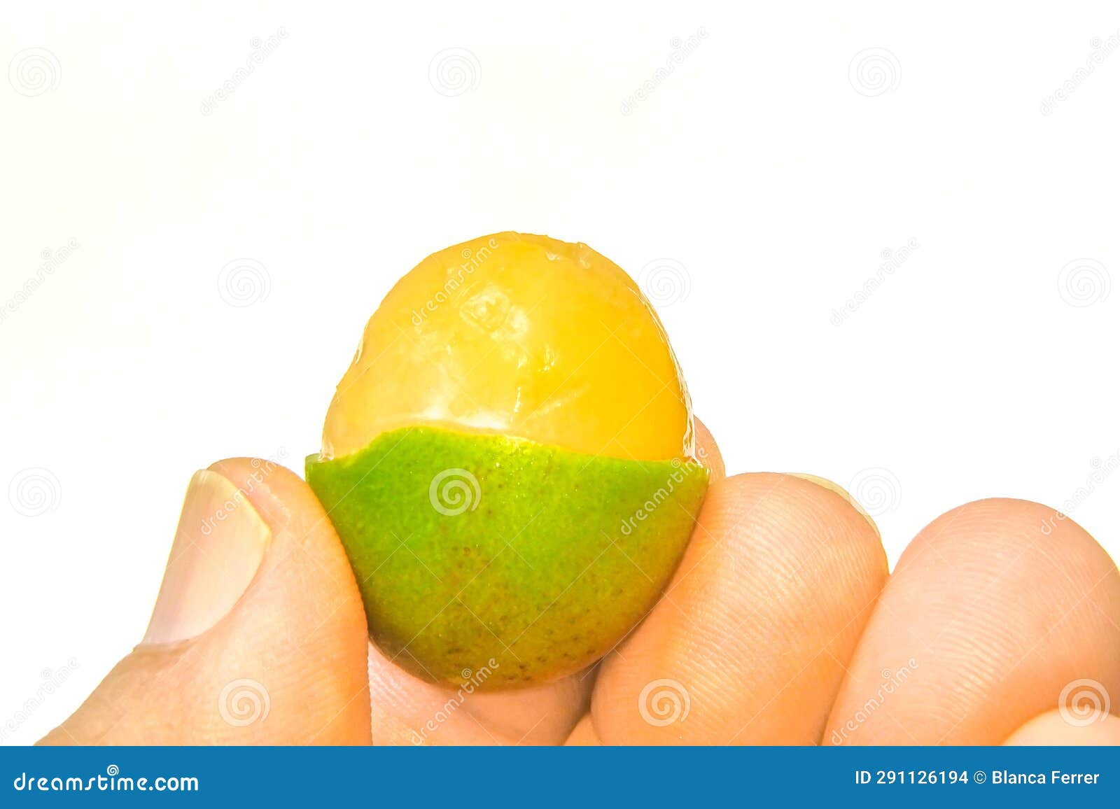Closeup of Fresh Quenepa Fruit Stock Photo Image of fruit, holding