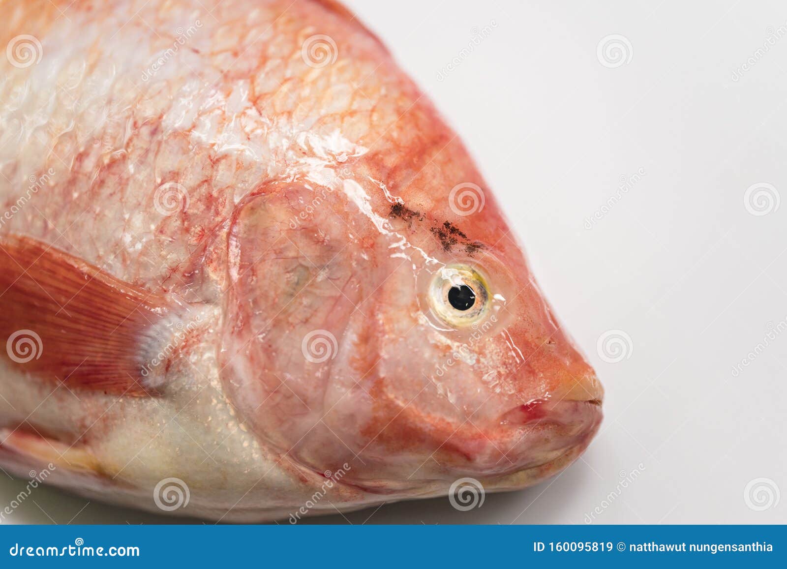 close up fresh raw fish,red tilapia,nile tiapia & x28;oreochromis niloticus-mossambicus