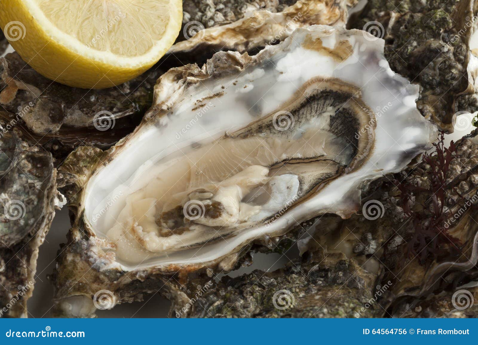 Close Up of a Fresh Raw Pacific Oyster Stock Photo Image of delicacy