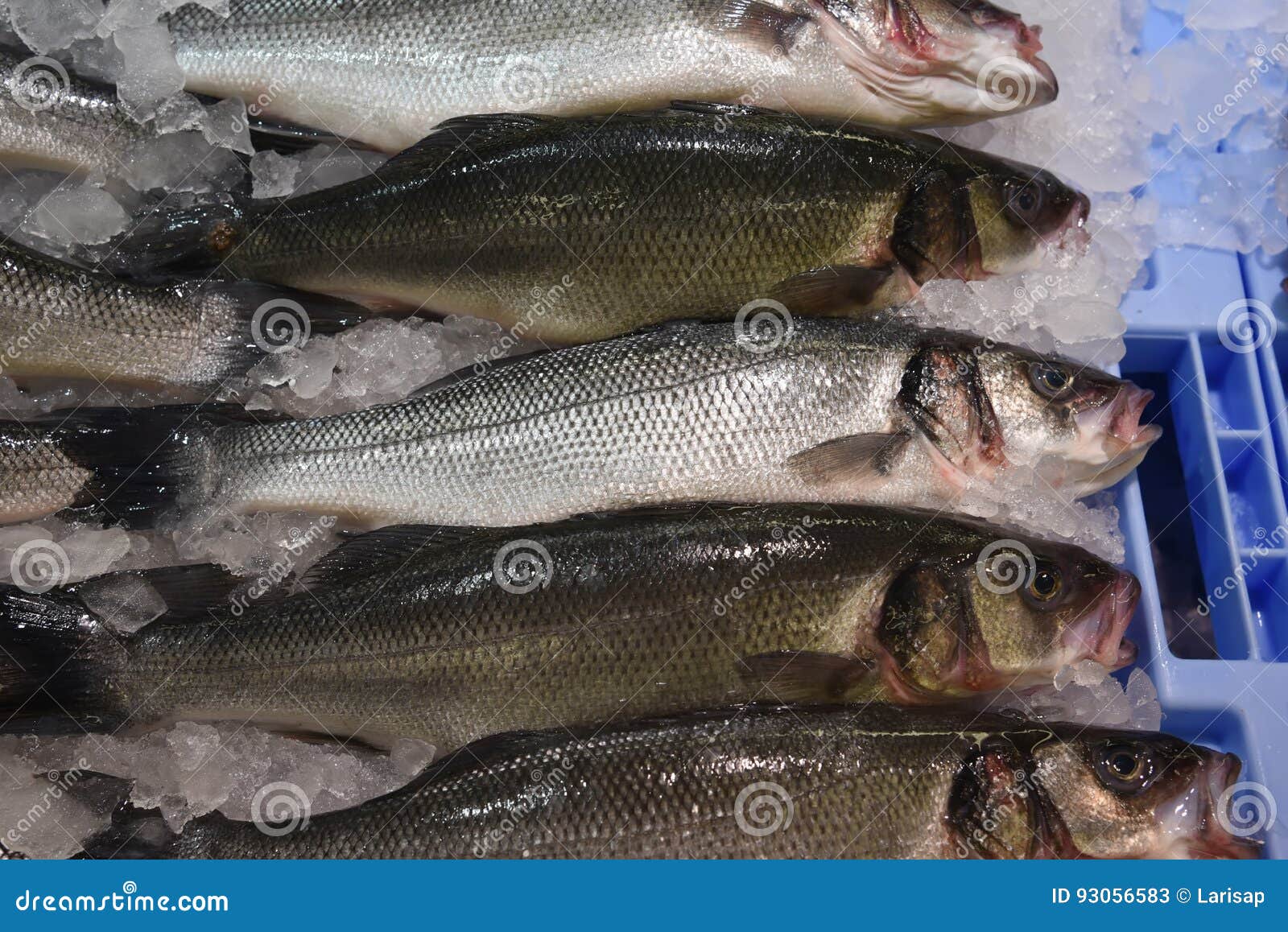 Close-up Fresh Raw Whole Sea Lubina Fish on Ice Bed of Local Store . Stock  Image - Image of industry, spigola: 93056583
