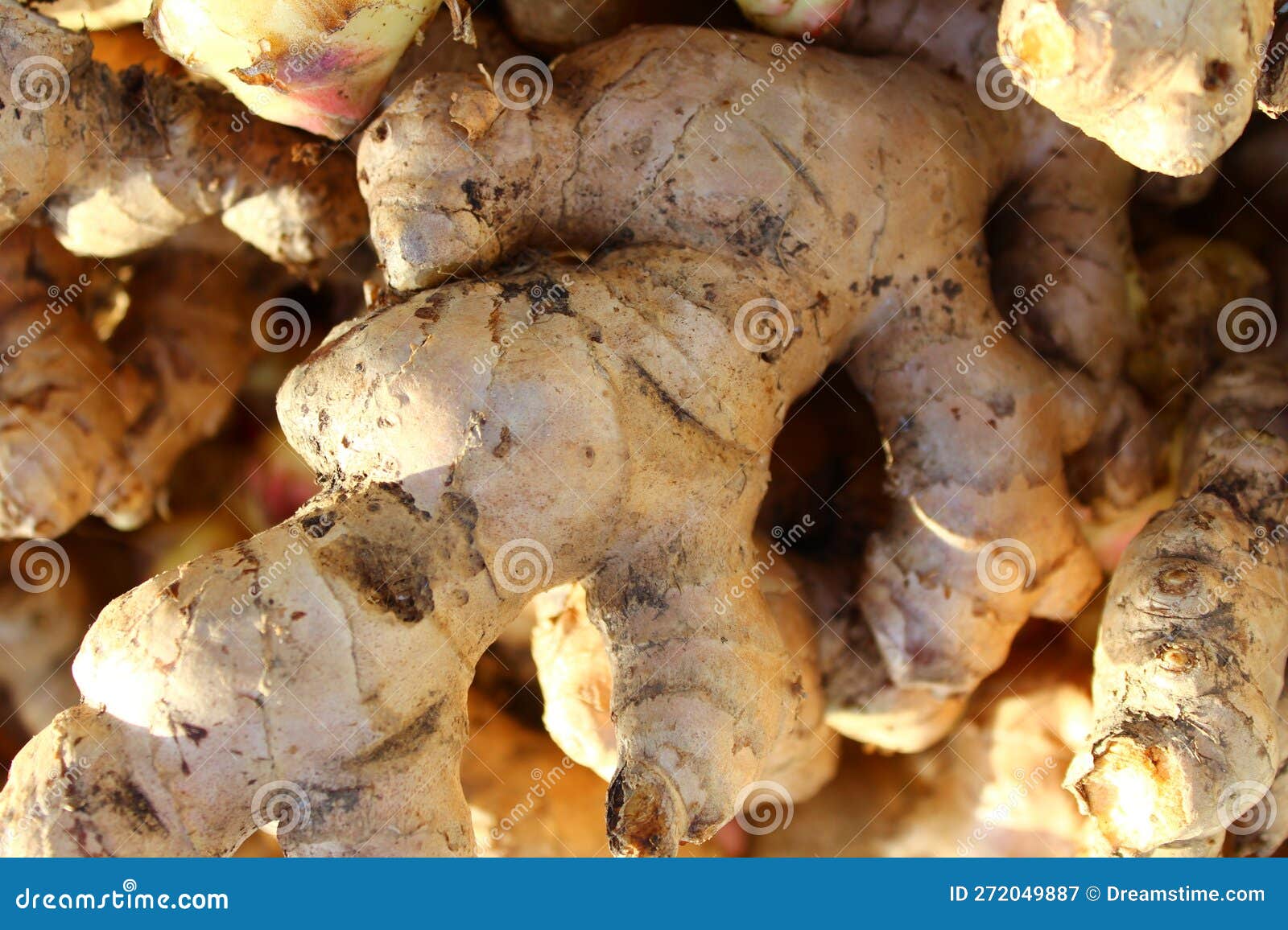 Close Up of Fresh Root Ginger (Zingiber Officinale) Stock Image Image of close, plant 272049887