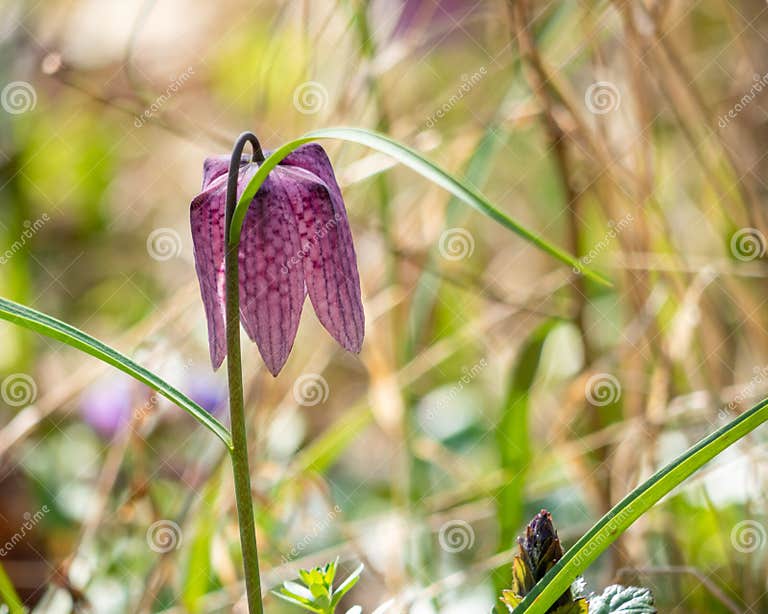 Closeup of Fritillaria Meleagris Flower Near Danesti, Romania. Stock ...