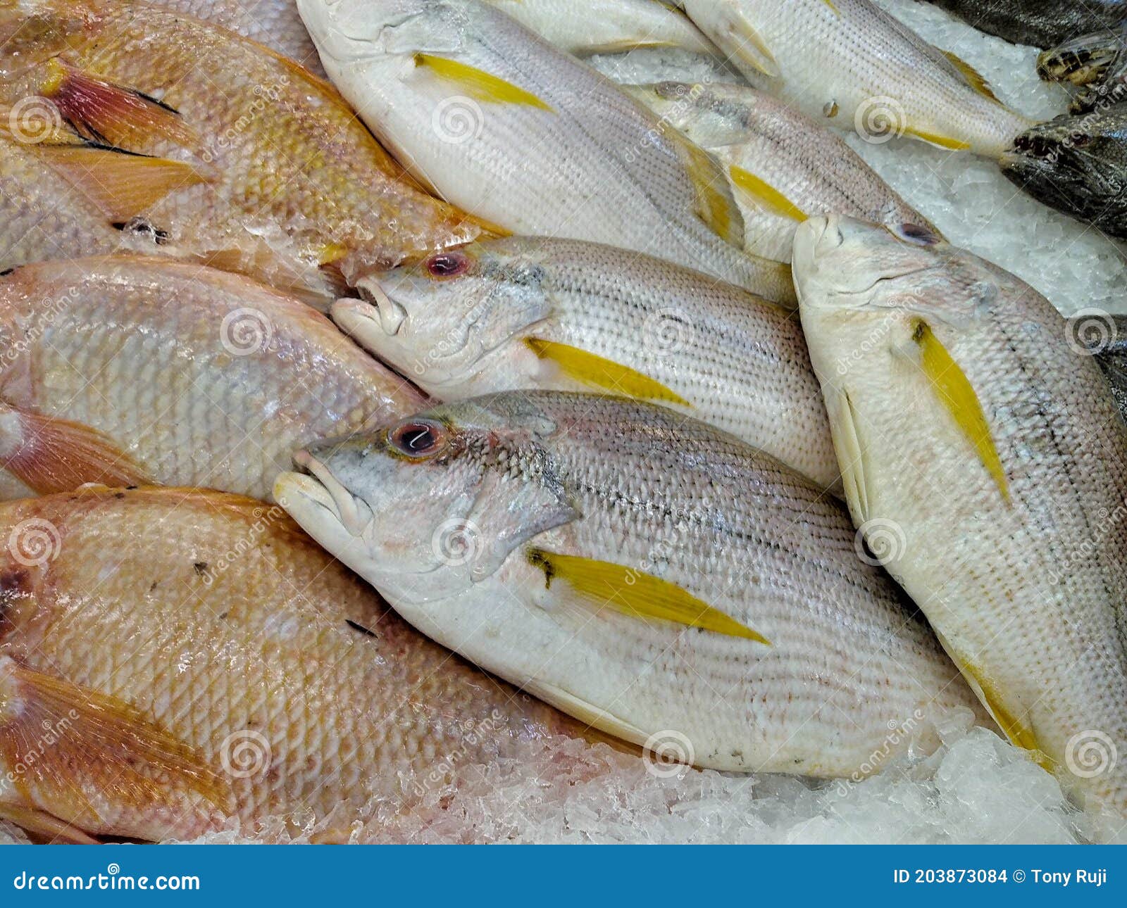 Frozen fish in the market stock photo. Image of drink 203873084