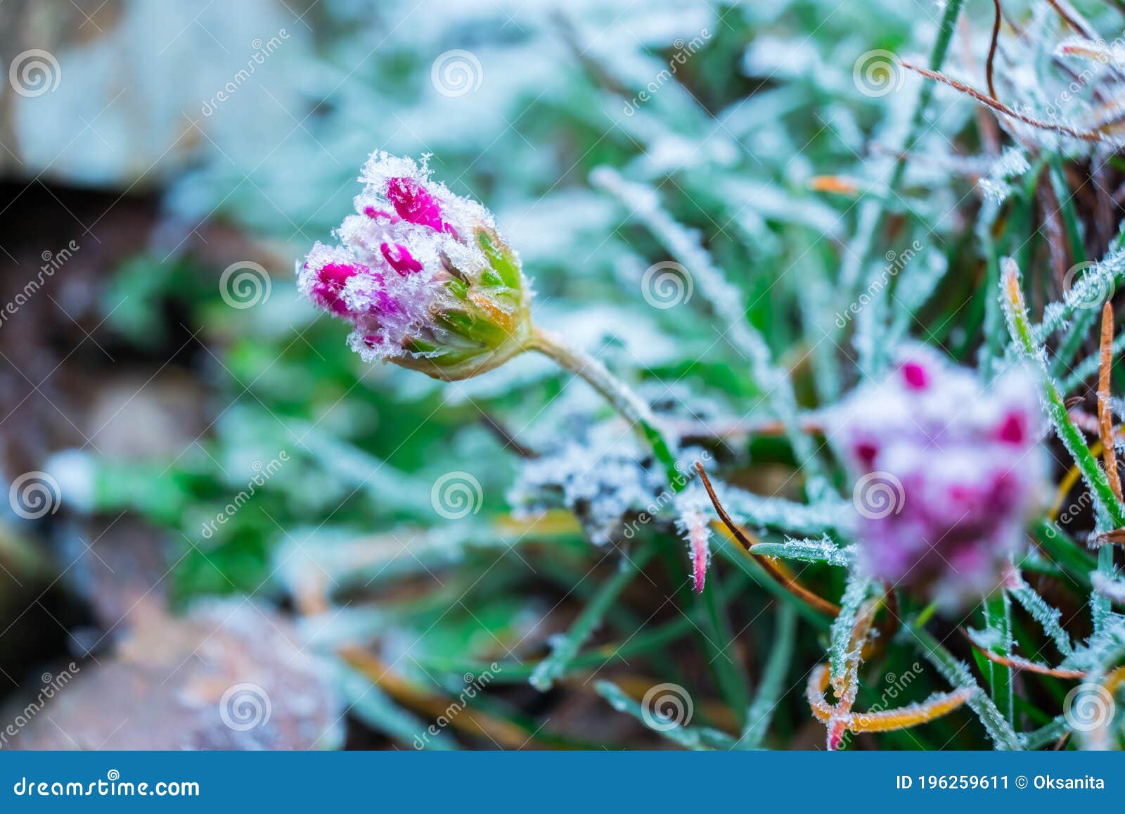 Frozen Flower Royalty Free Stock Image 4338442