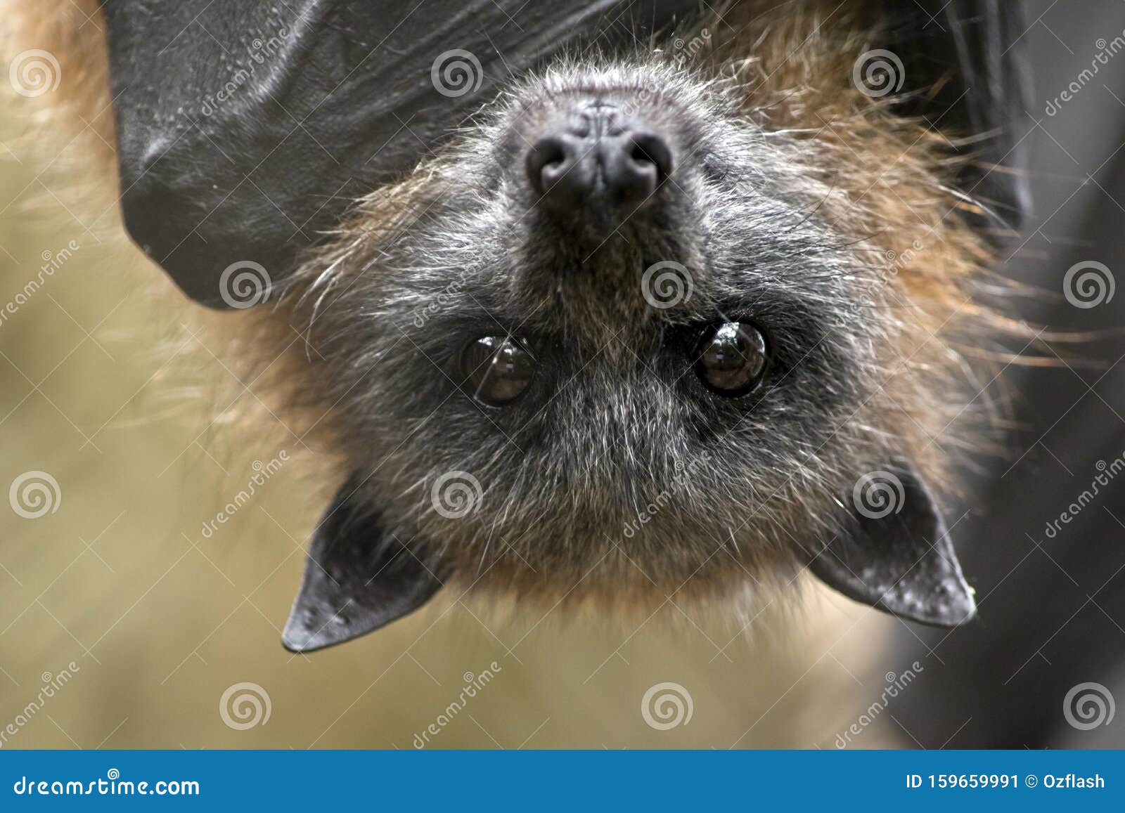 This is a Close Up of a Fruit Bat Stock Image Image of blind, echo