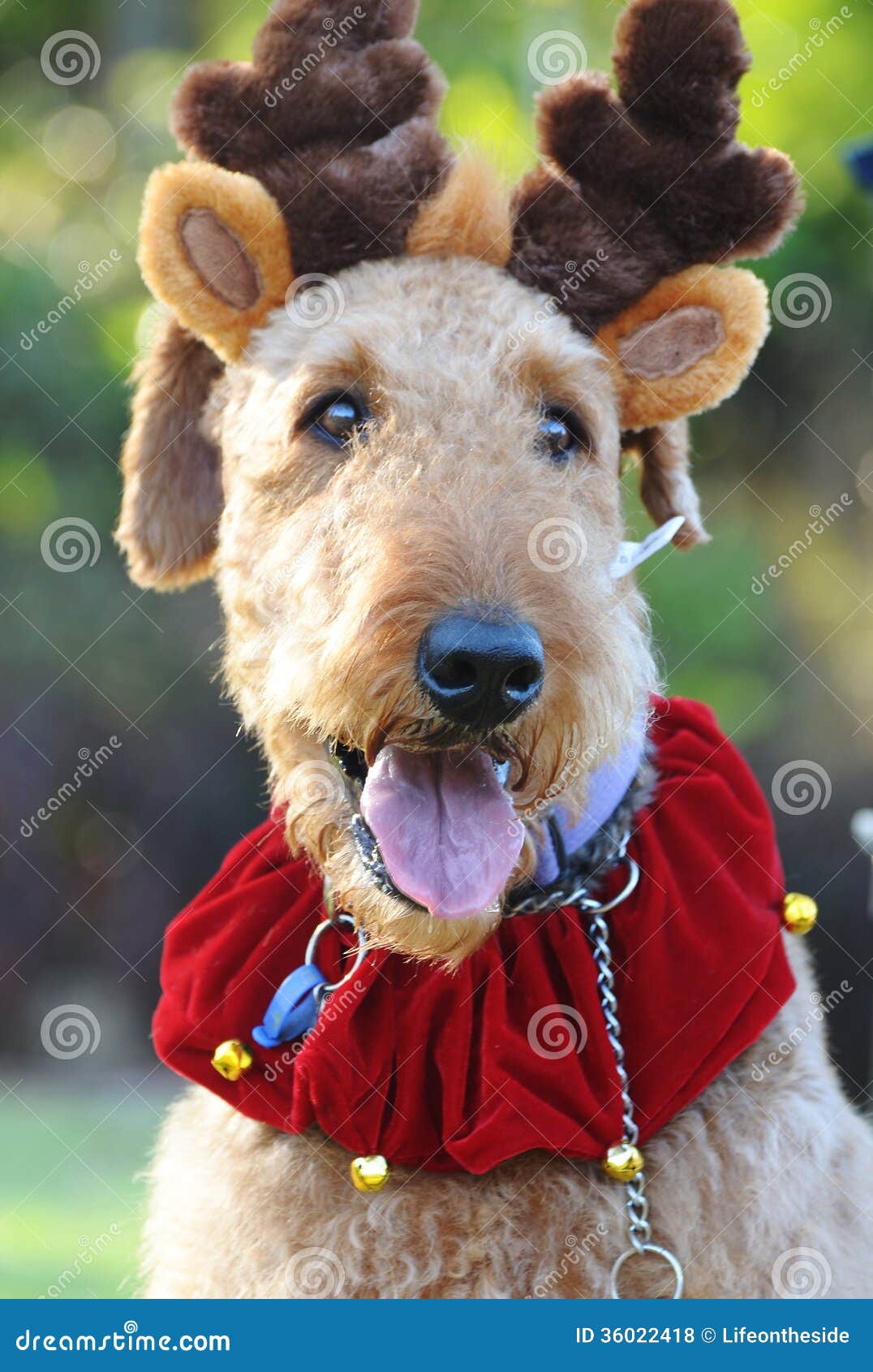 Close Up Funny Happy Large Airedale Terrier Dog In 