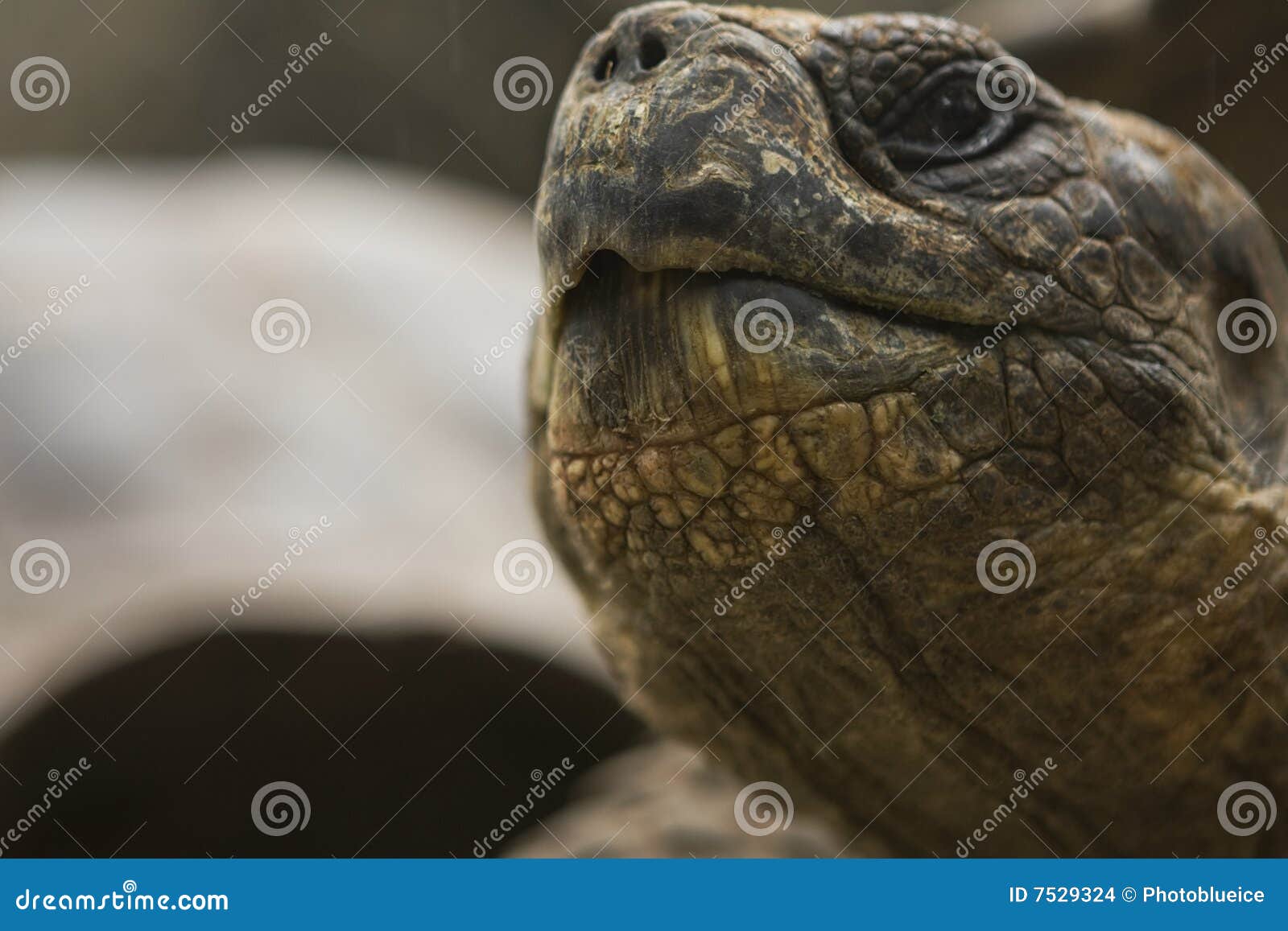 Closeup of Galapagos Tortoises Mouth Stock Photo Image of tortoise
