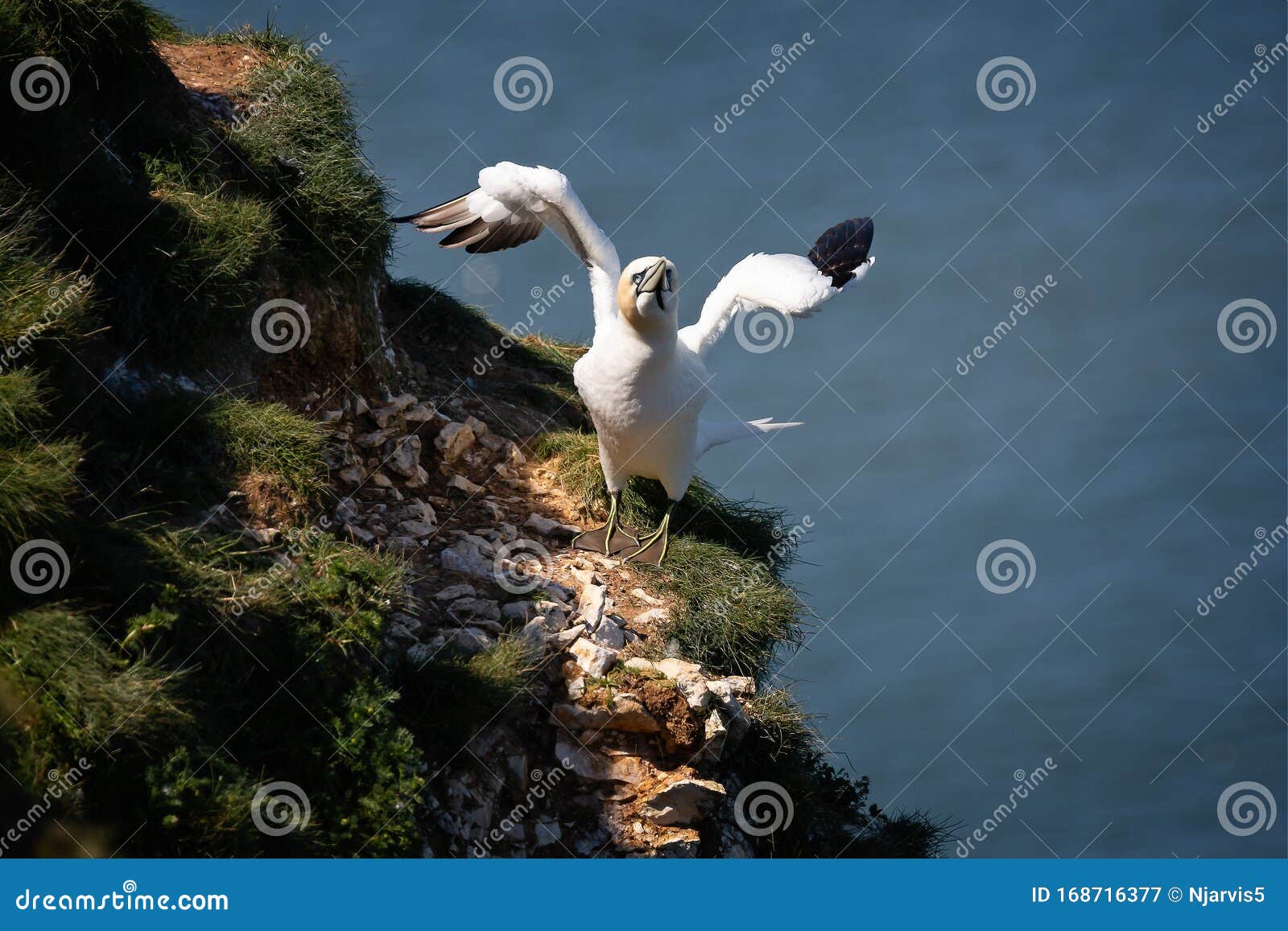 Close Up of Gannet Flapping Wings on Rocky Cliff Edge Stock Image ...