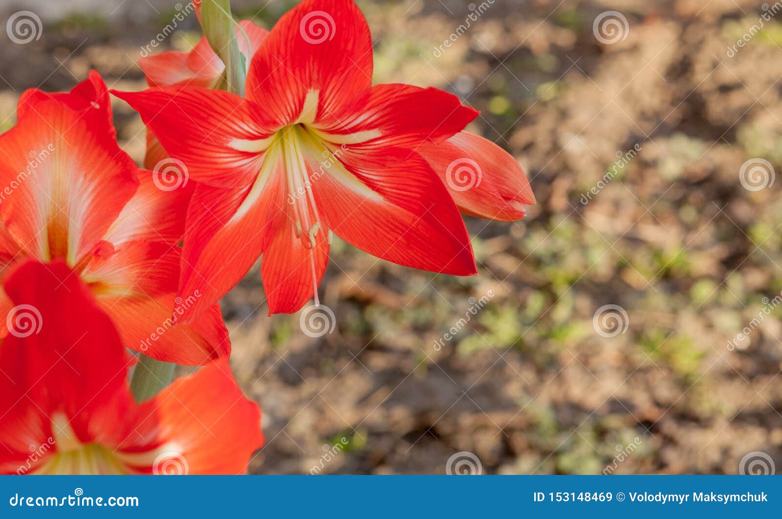 Close-up Garden Red Lily Flowers on Sunny Day Stock Image - Image of ...