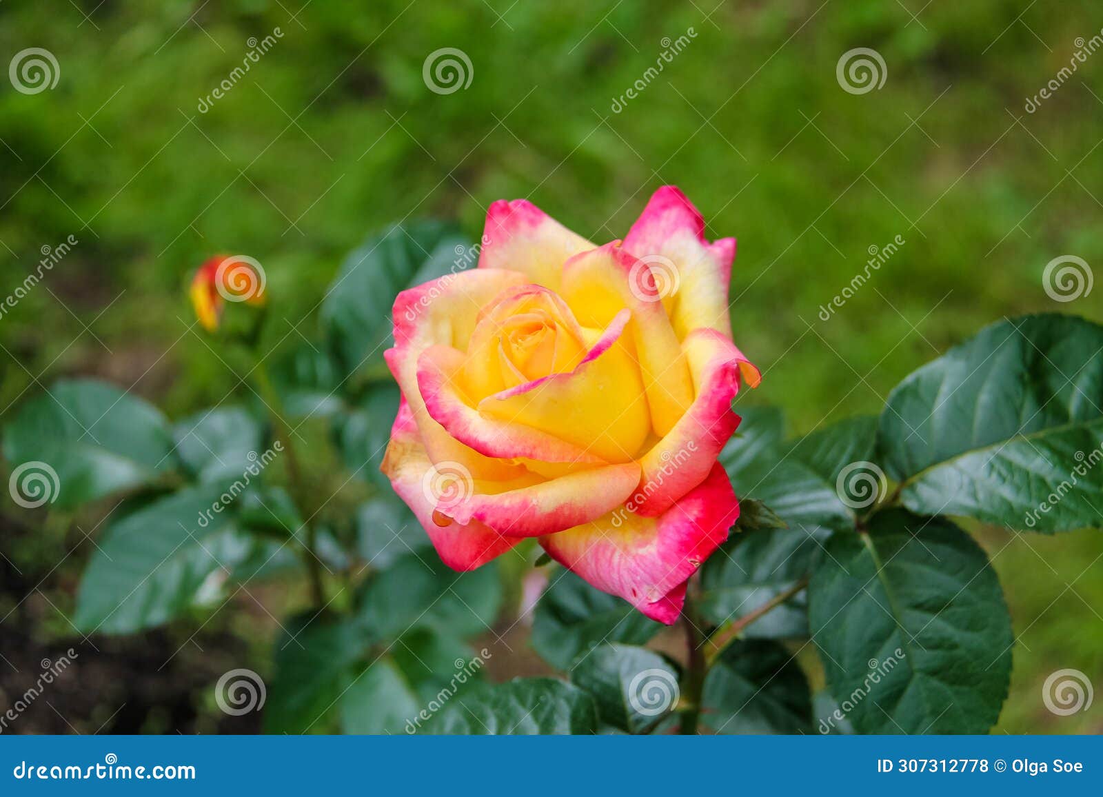 close-up of garden rose pullman orient express