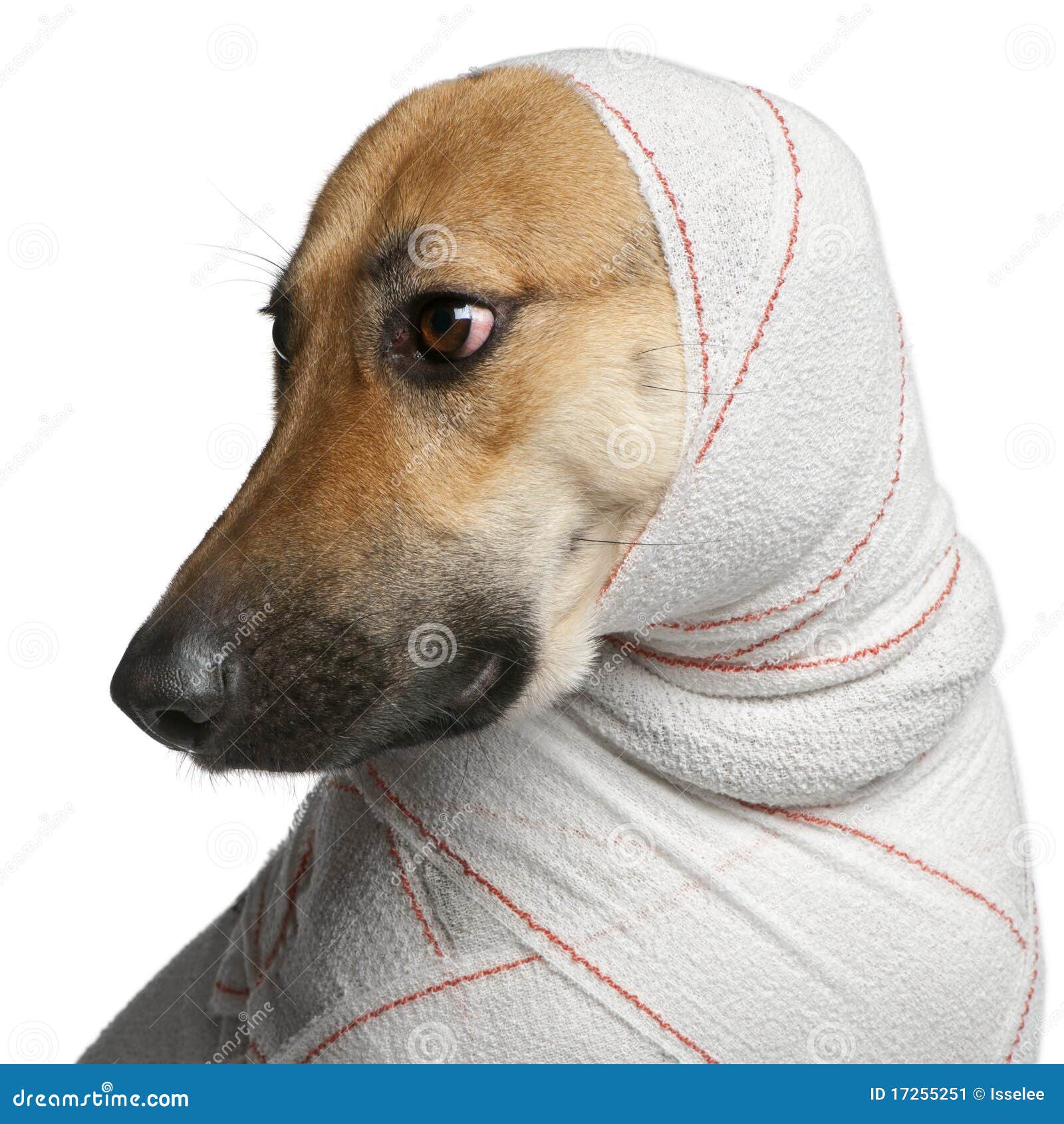 Close-up Of German Shepherd In Bandages Stock Image ... Closeup Of German Shepherd In Bandages Stock Image