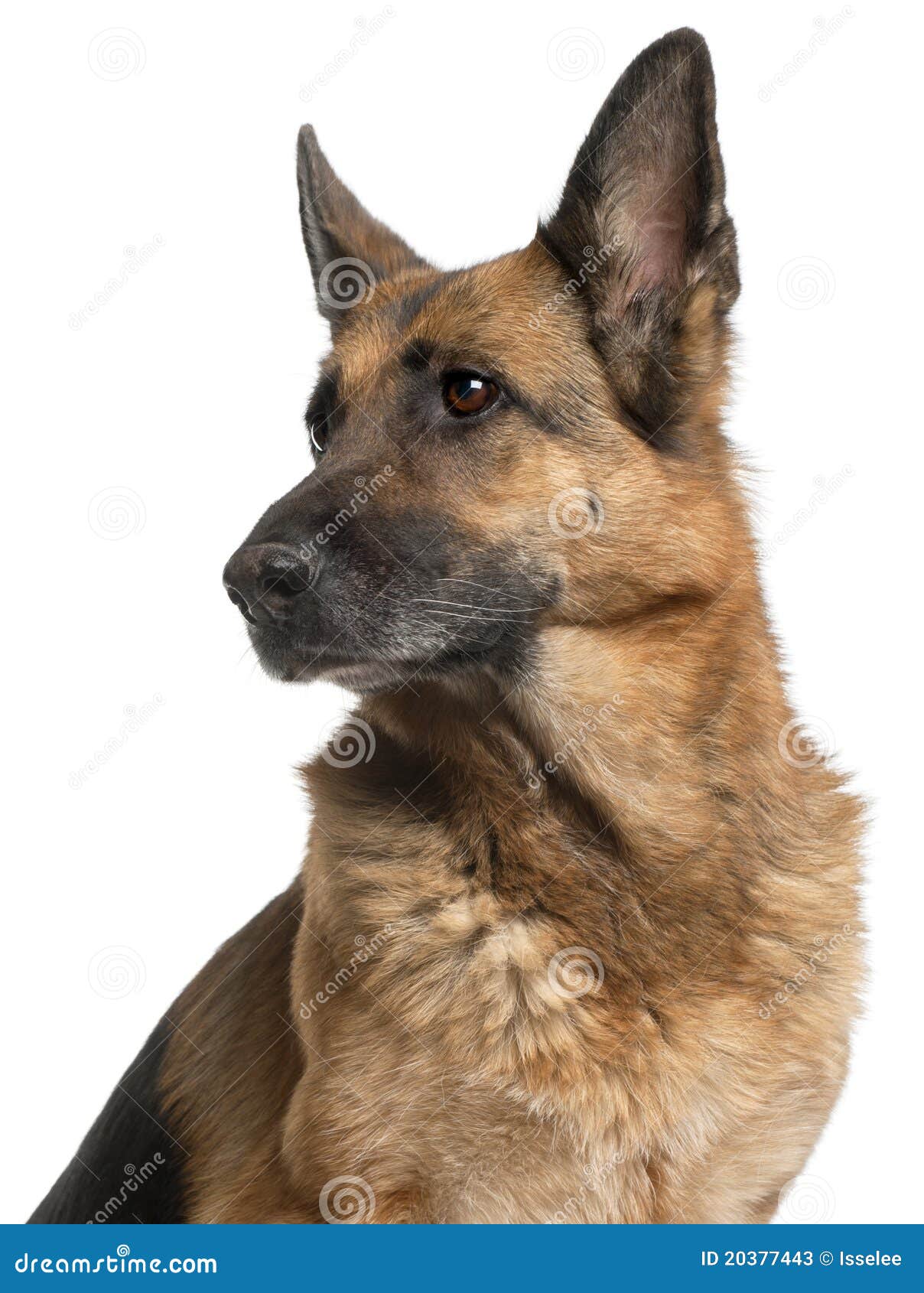 free clipart of german shepherd dogs - photo #48