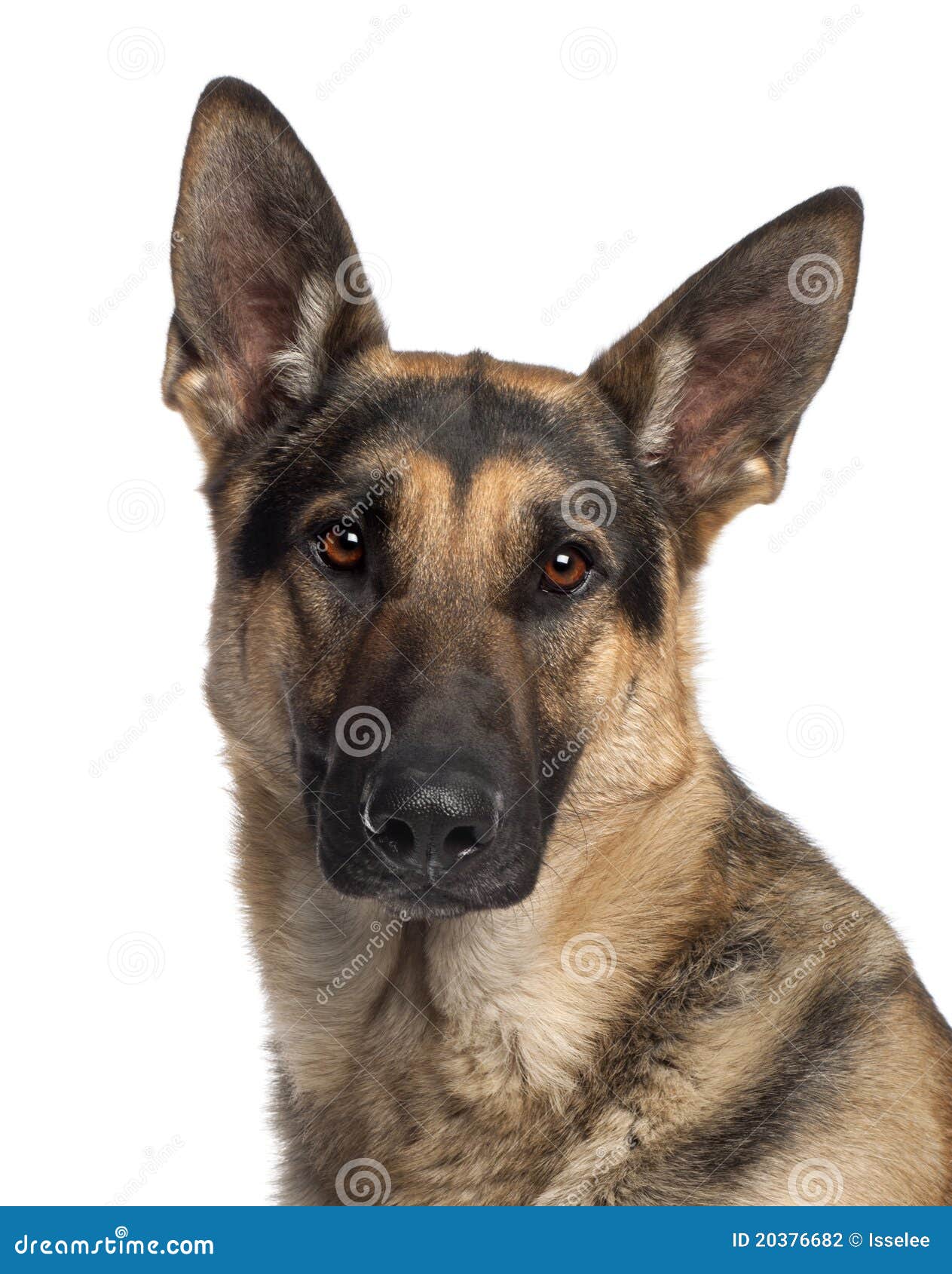 Close-up Of German Shepherd Dog Stock Photo - Image of ... Closeup Of German Shepherd Dog Stock Photo Image of