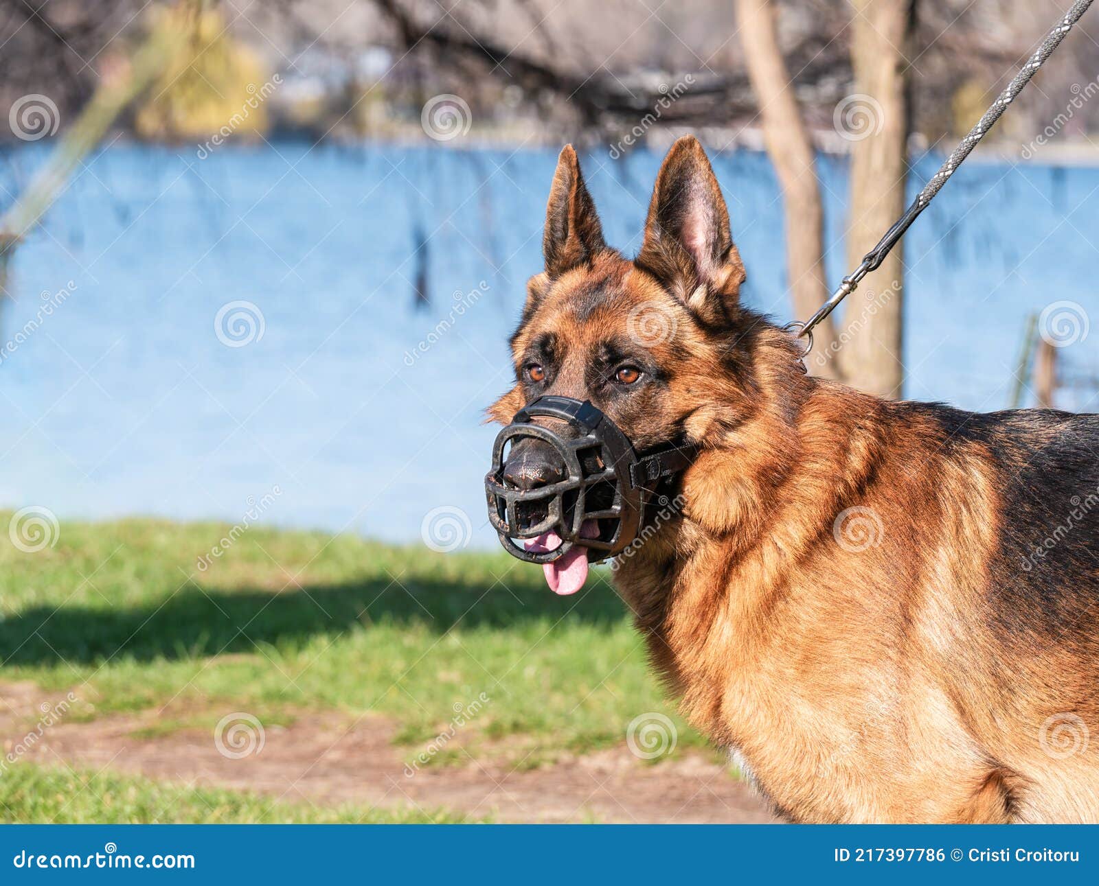 german shepherd muzzle