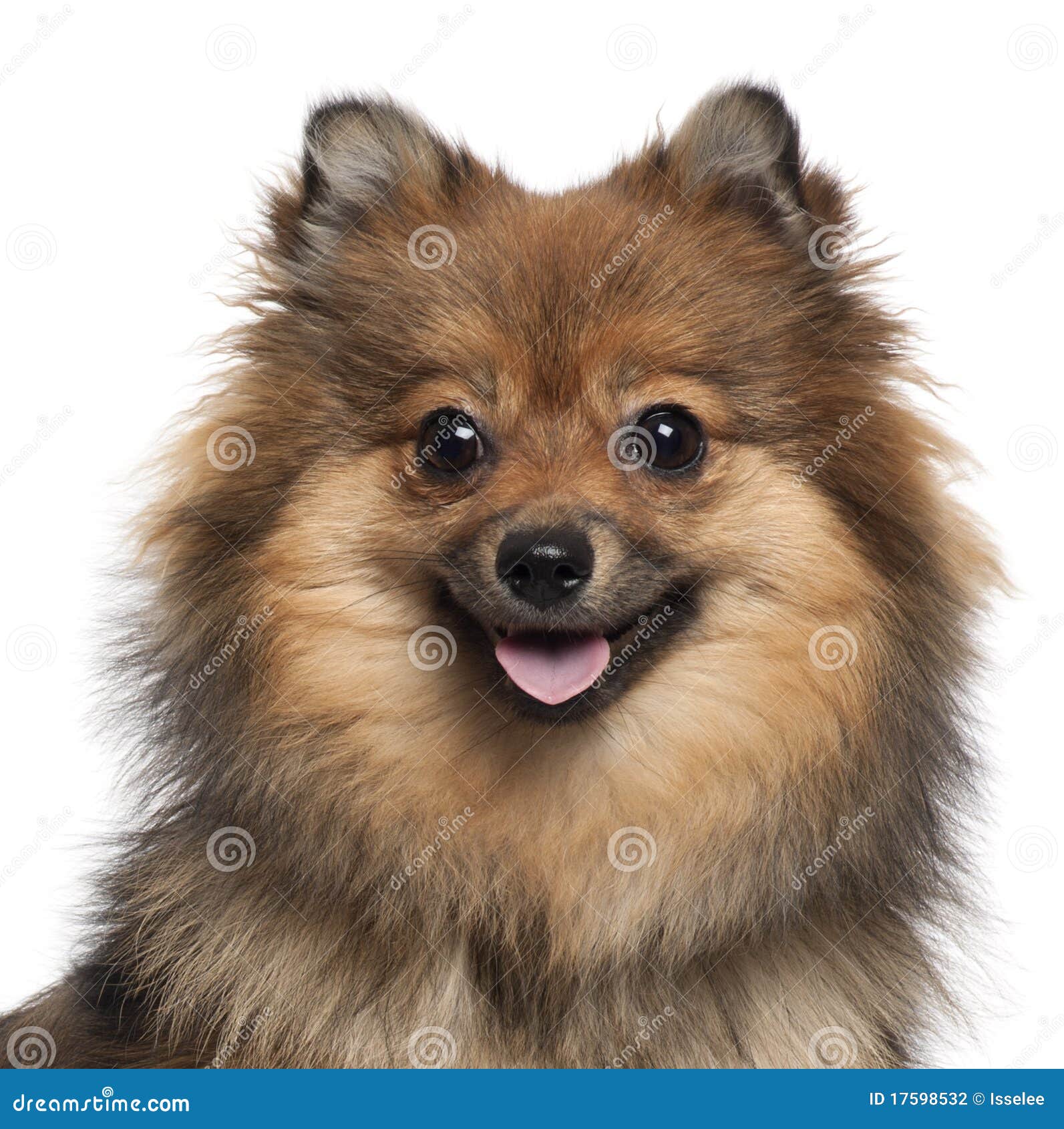 Close-up Of German Spitz Panting, 8 Months Old Stock Photo ... Closeup Of German Spitz Panting, 8 Months Old Stock Photo