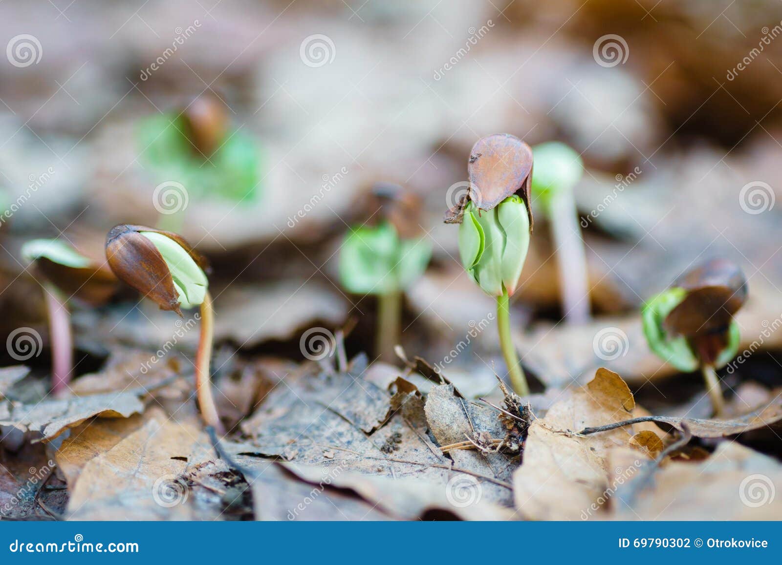 Beech Seedlings Forest Stock Photos Free & RoyaltyFree Stock Photos